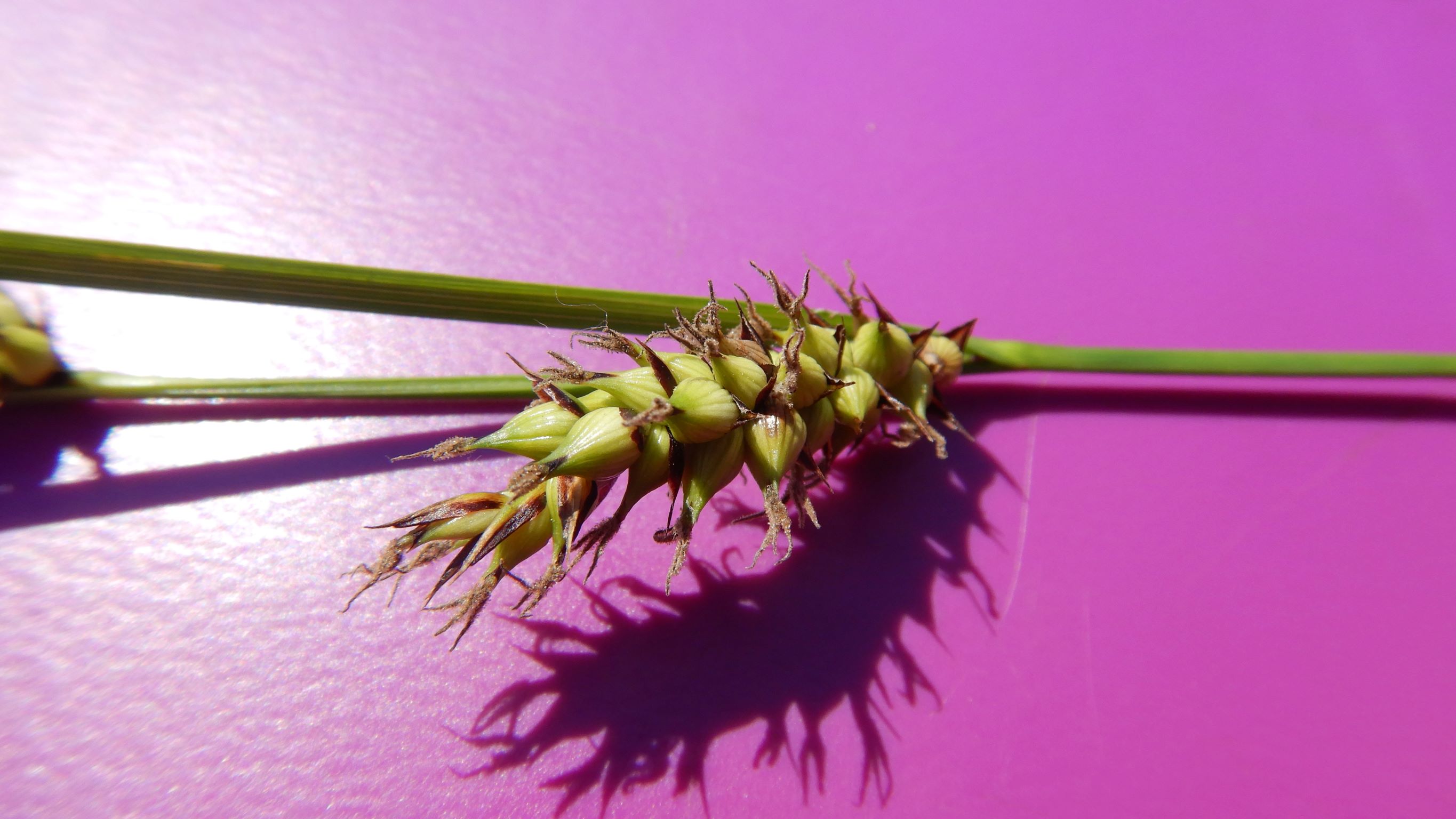 DSCN8759 carex sp., no-leithagebirge, 2021-06-18.JPG