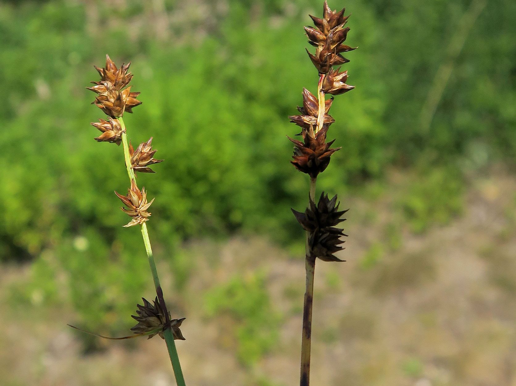 Carex ssp. unbestimmt, Breitenlee Alter Frchtnbhf neben Schotterbett der Geistrasse 16.07.2022  (1).JPG