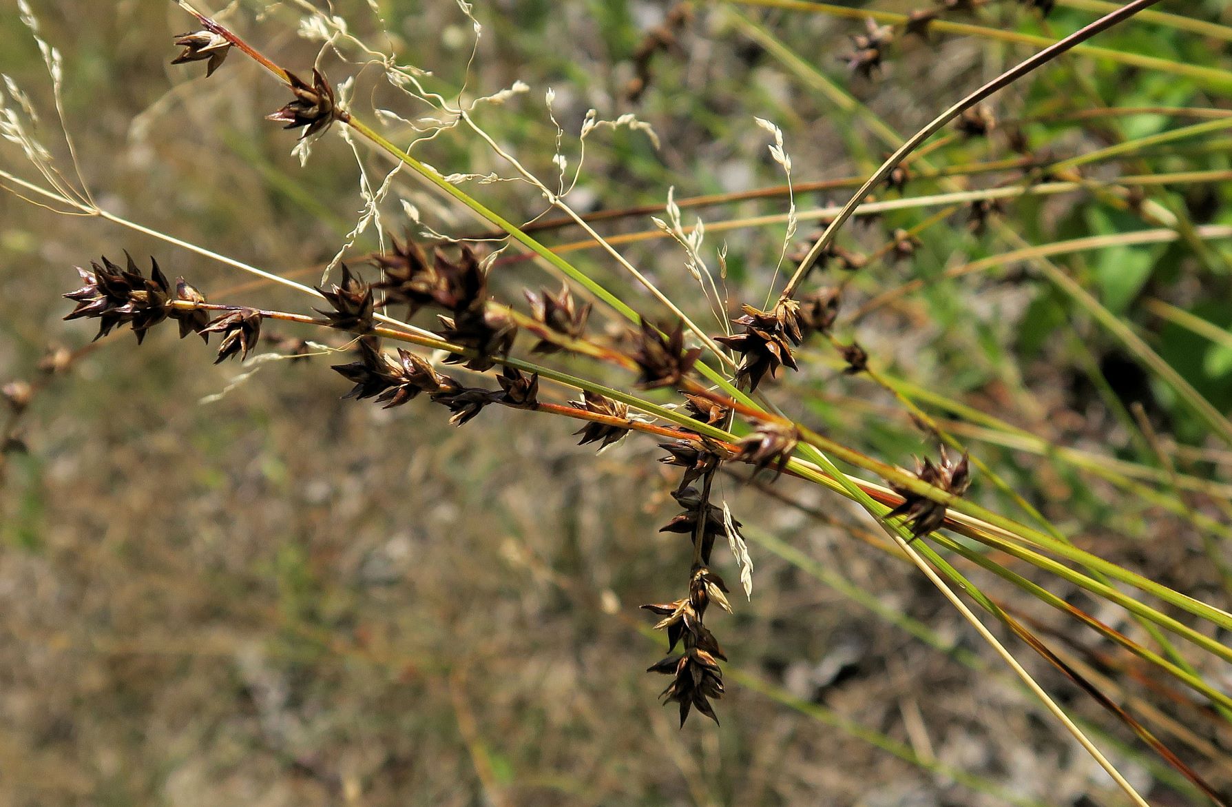 Carex ssp. unbestimmt, Breitenlee Alter Frchtnbhf neben Schotterbett der Geistrasse 16.07.2022  (2).JPG