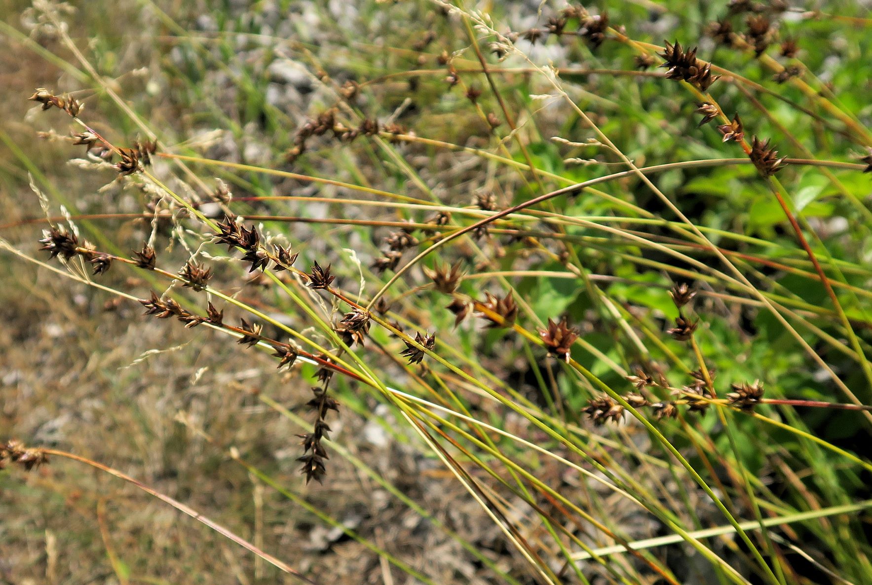 Carex ssp. unbestimmt, Breitenlee Alter Frchtnbhf neben Schotterbett der Geistrasse 16.07.2022  (4).JPG