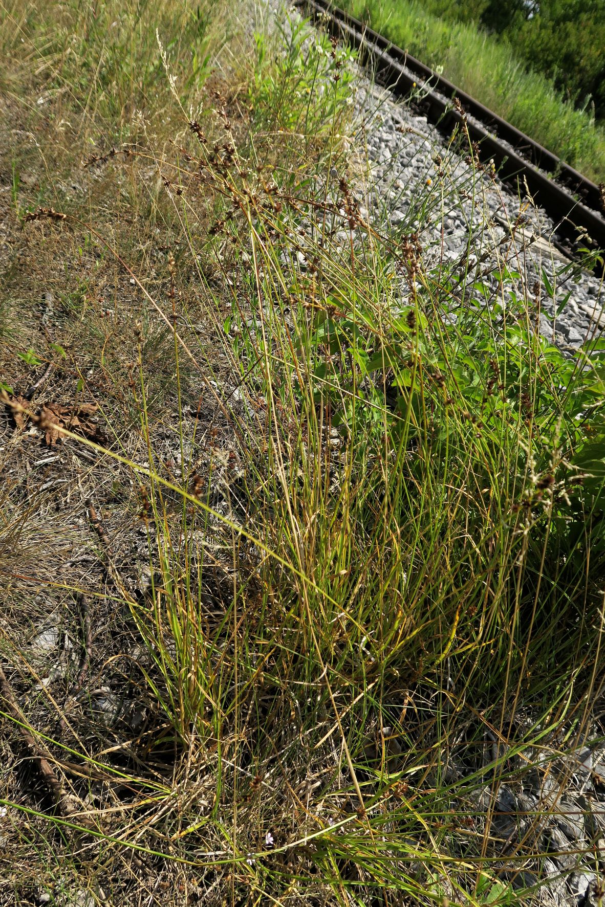 Carex ssp. unbestimmt, Breitenlee Alter Frchtnbhf neben Schotterbett der Geistrasse 16.07.2022  (7).JPG