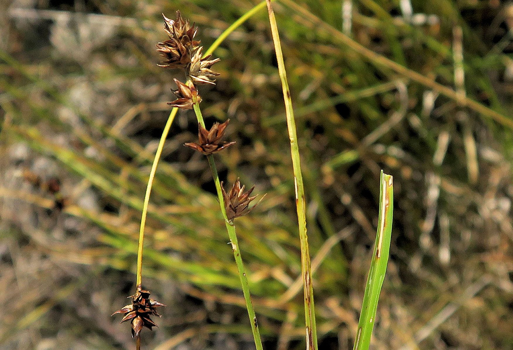 Carex ssp. unbestimmt, Breitenlee Alter Frchtnbhf neben Schotterbett der Geistrasse 16.07.2022  (8).JPG