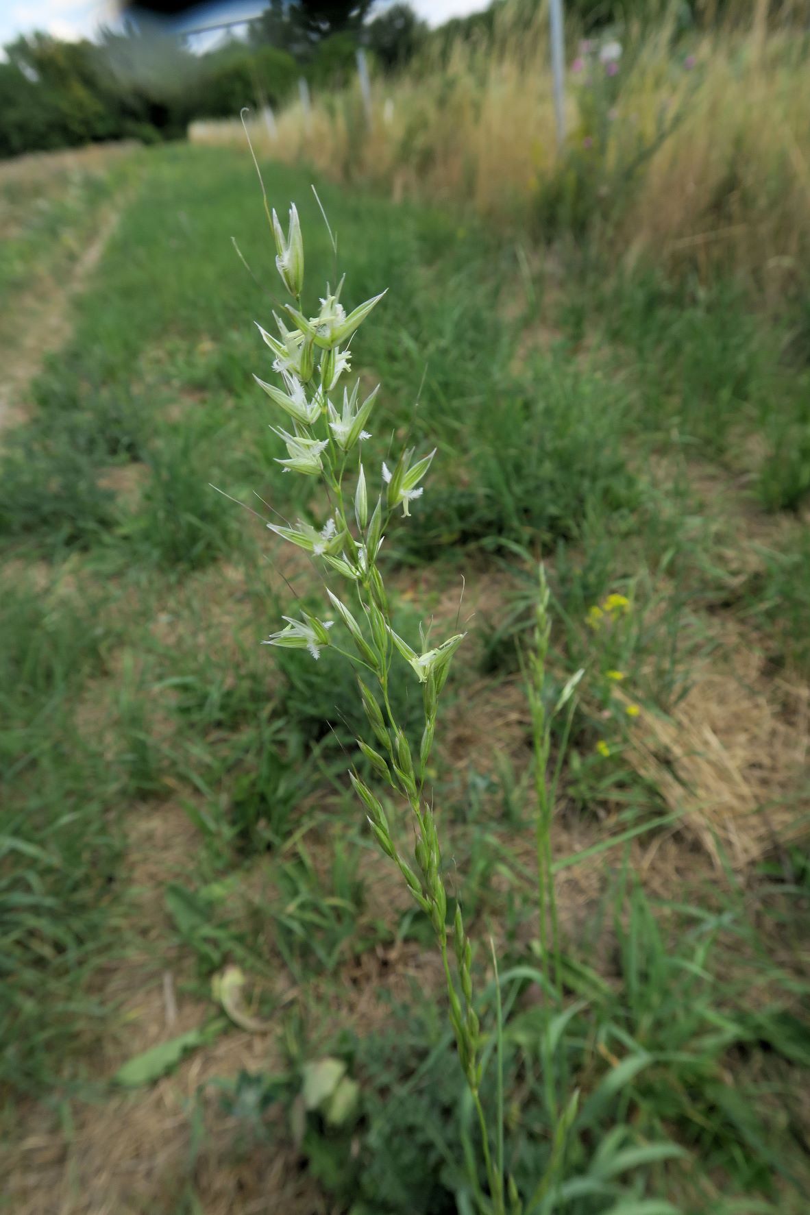 Poacea unbestimmt (Arrhentherum))), Breitenlee ruderal Brachfeld zw. Siedlng 16.07.2022 C5X2 (5).JPG