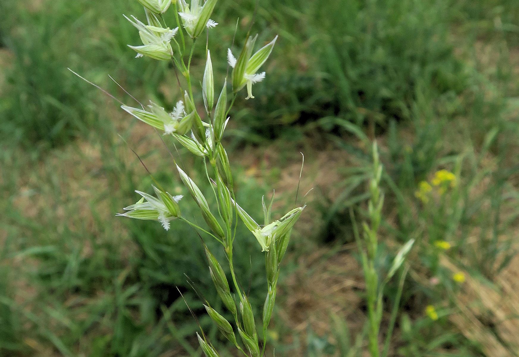 Poacea unbestimmt (Arrhentherum))), Breitenlee ruderal Brachfeld zw. Siedlng 16.07.2022 C5X2 (1).JPG