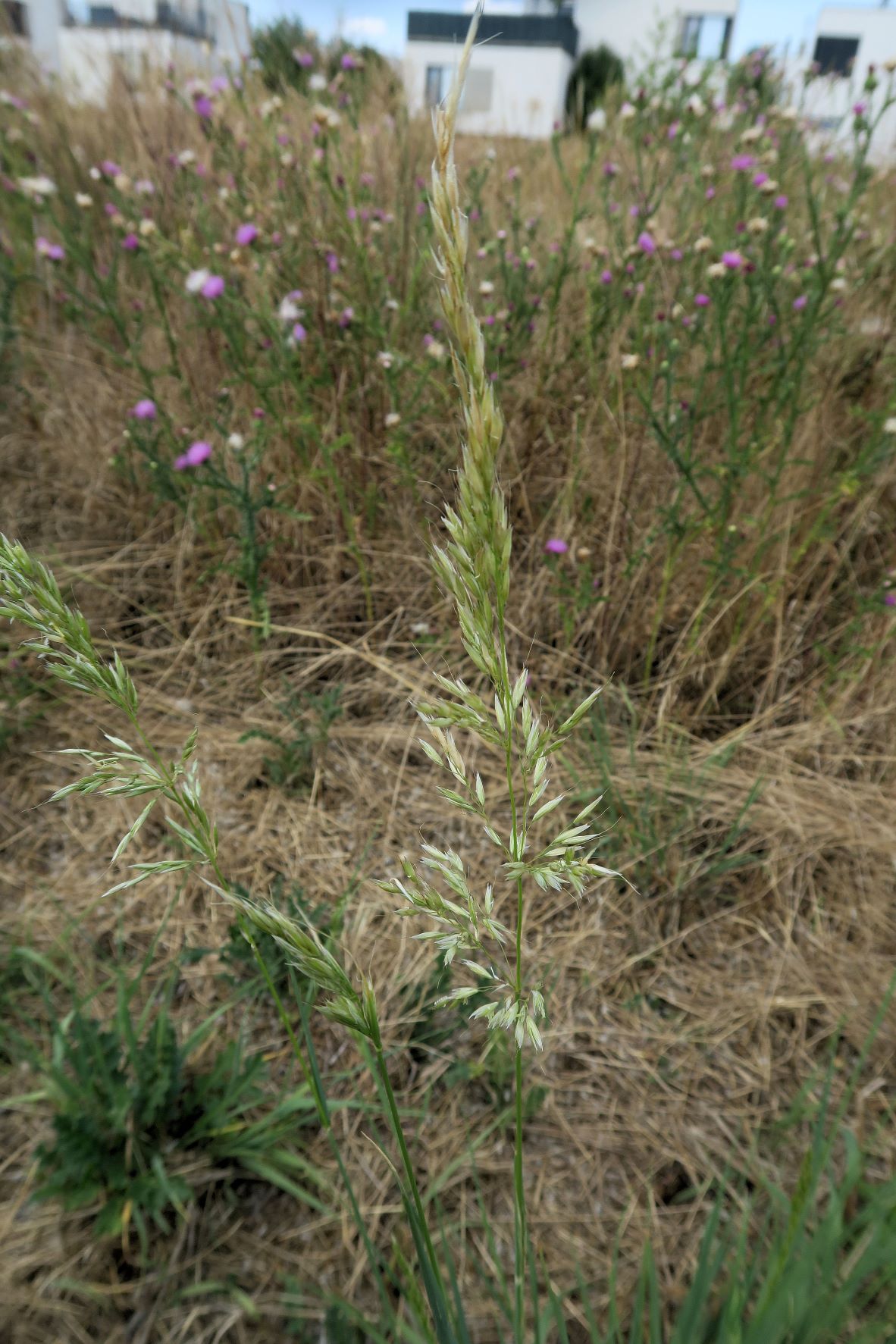 Poacea unbestimmt (Arrhentherum))), Breitenlee ruderal Brachfeld zw. Siedlng 16.07.2022 C5X2 (3).JPG