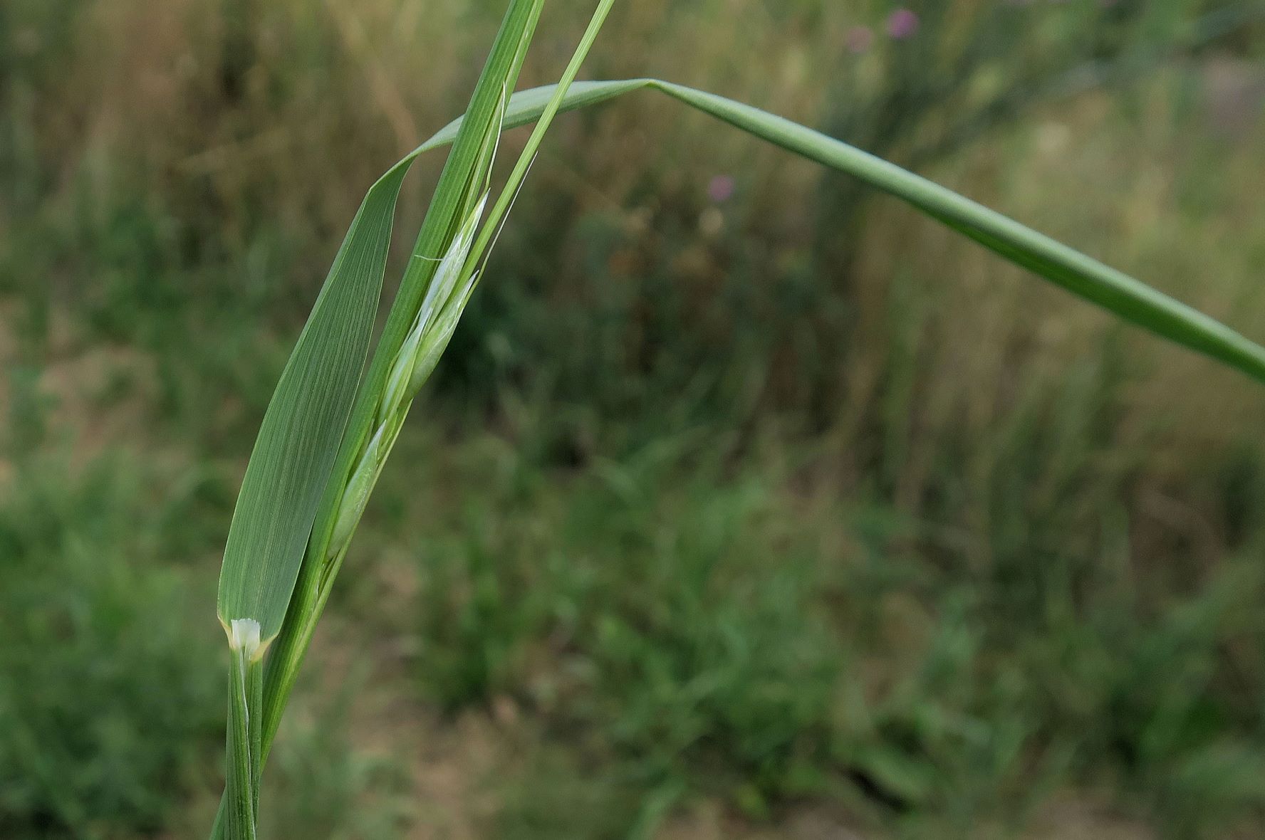 Poacea unbestimmt (Arrhentherum))), Breitenlee ruderal Brachfeld zw. Siedlng 16.07.2022 C5X2 (2).JPG