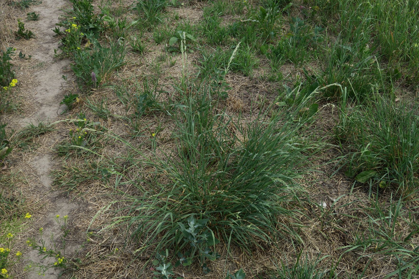 Poacea unbestimmt (Arrhentherum))), Breitenlee ruderal Brachfeld zw. Siedlng 16.07.2022 C5X2 (4).JPG