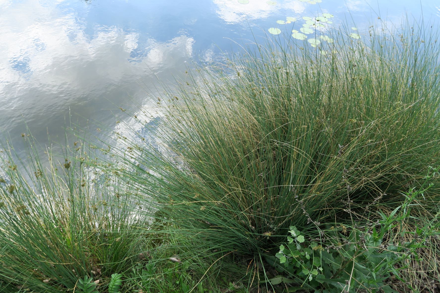 Juncus ssp. unbestimmt -Binse, Lobau Naufahrt nördl. Ufer 11.06.2022 C 5X2 (4).JPG