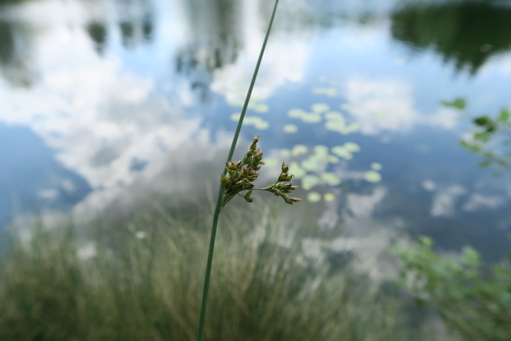 Juncus ssp. unbestimmt -Binse, Lobau Naufahrt nördl. Ufer 11.06.2022 C 5X2 (2).JPG