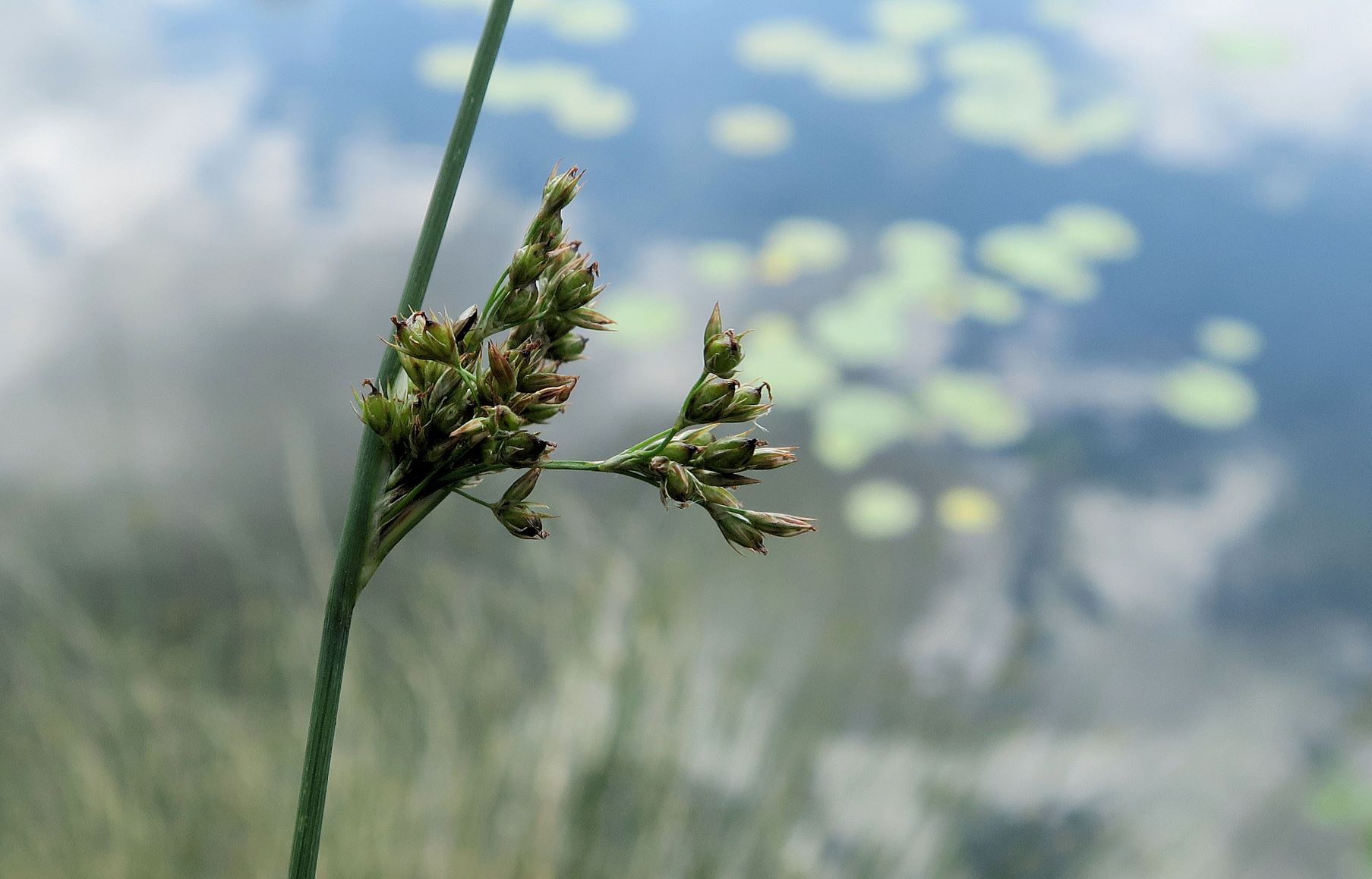 Juncus ssp. unbestimmt -Binse, Lobau Naufahrt nördl. Ufer 11.06.2022 C 5X2 (3).JPG