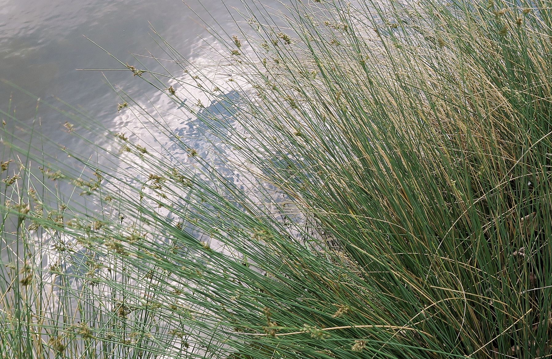 Juncus ssp. unbestimmt -Binse, Lobau Naufahrt nördl. Ufer 11.06.2022 C 5X2 (5).JPG