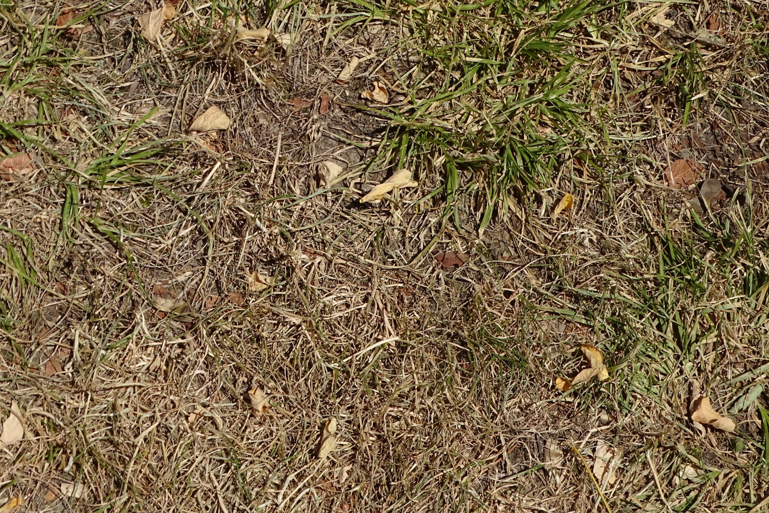 DSC01712 carex polyphylla in scherrasen, prellenkirchen-mitte, 2022-07-19.JPG