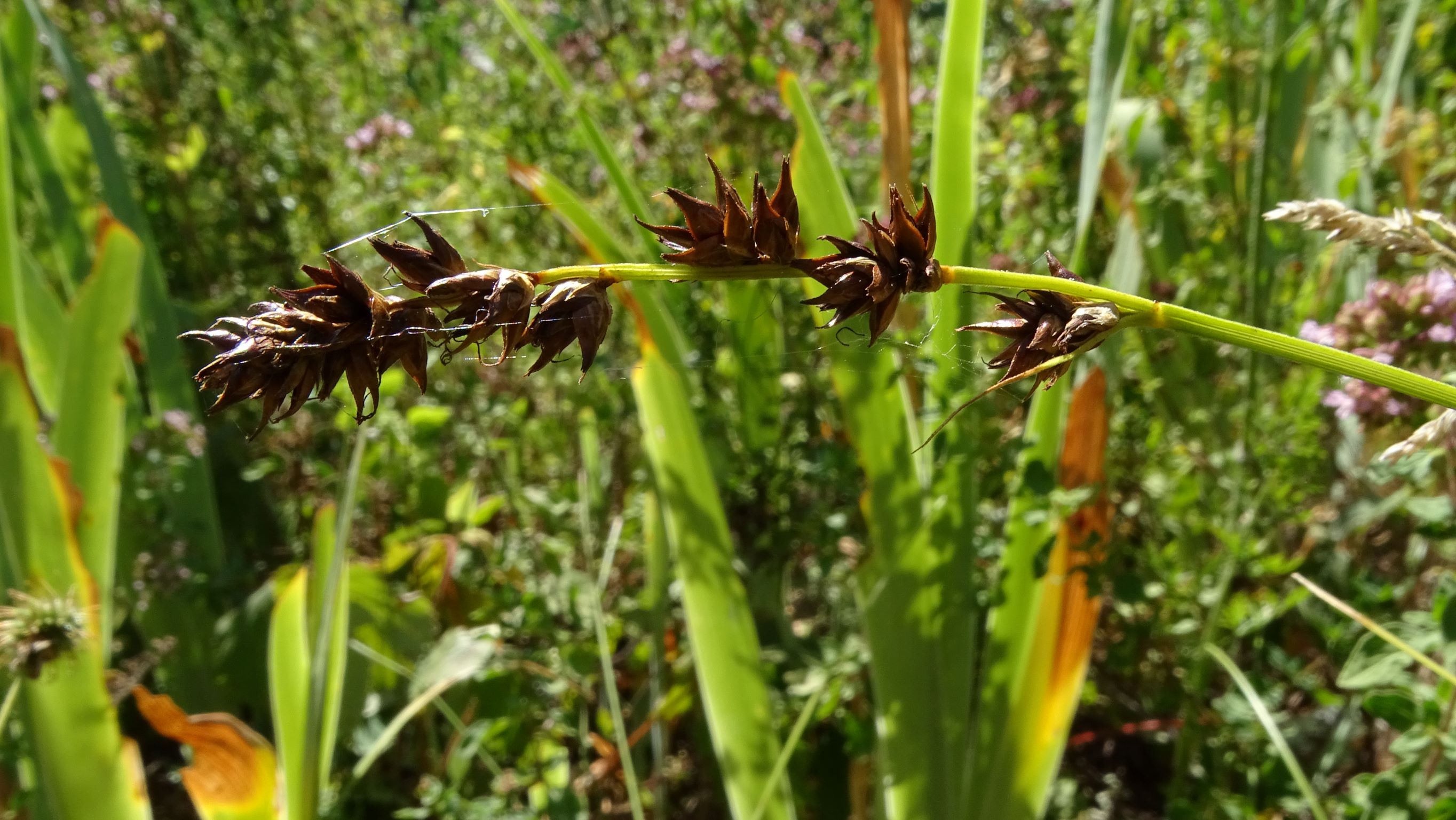 DSC01713 carex polyphylla in staudenbeet, prellenkirchen-mitte, 2022-07-19.JPG