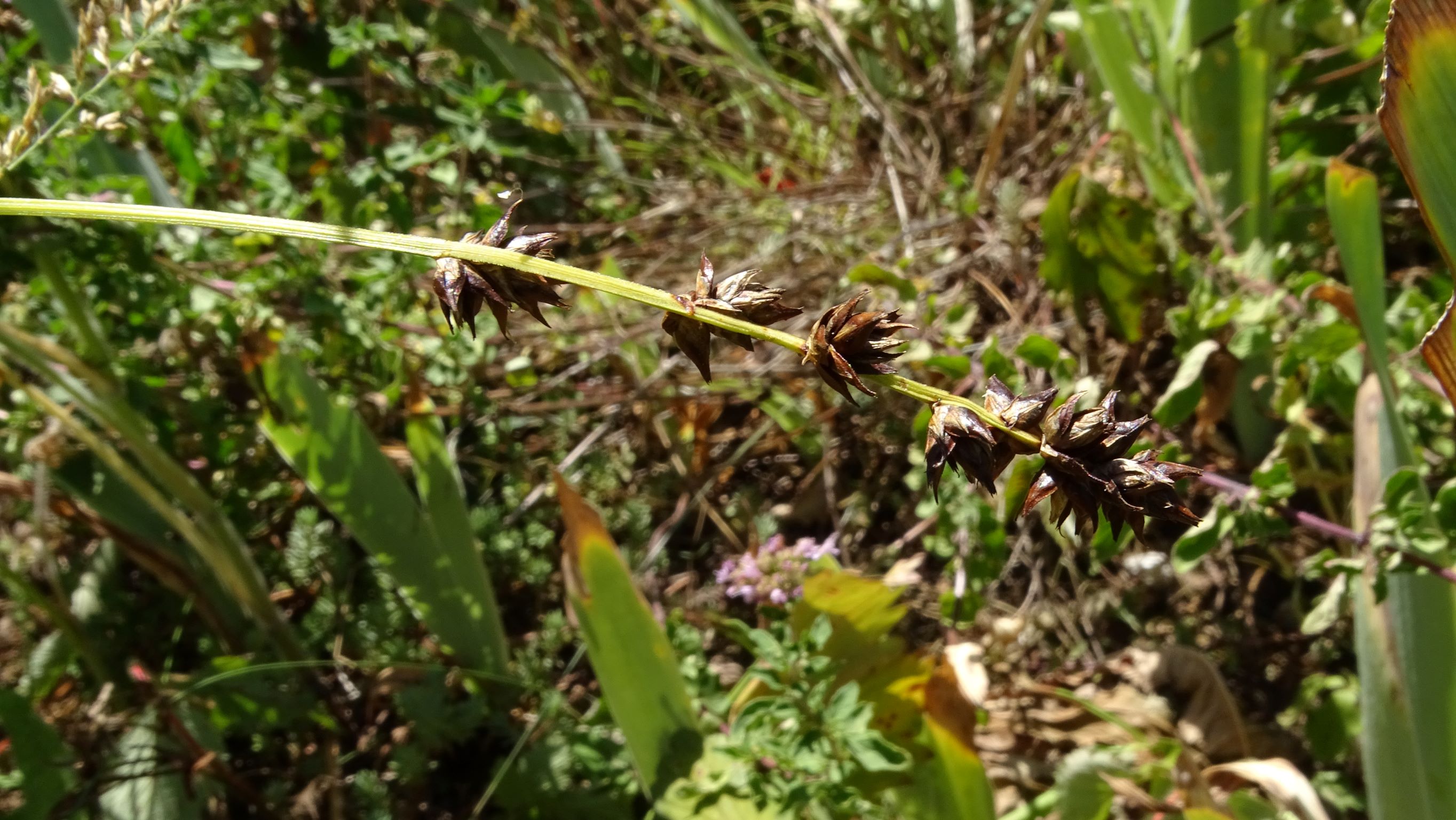 DSC01715 carex polyphylla in staudenbeet, prellenkirchen-mitte, 2022-07-19.JPG