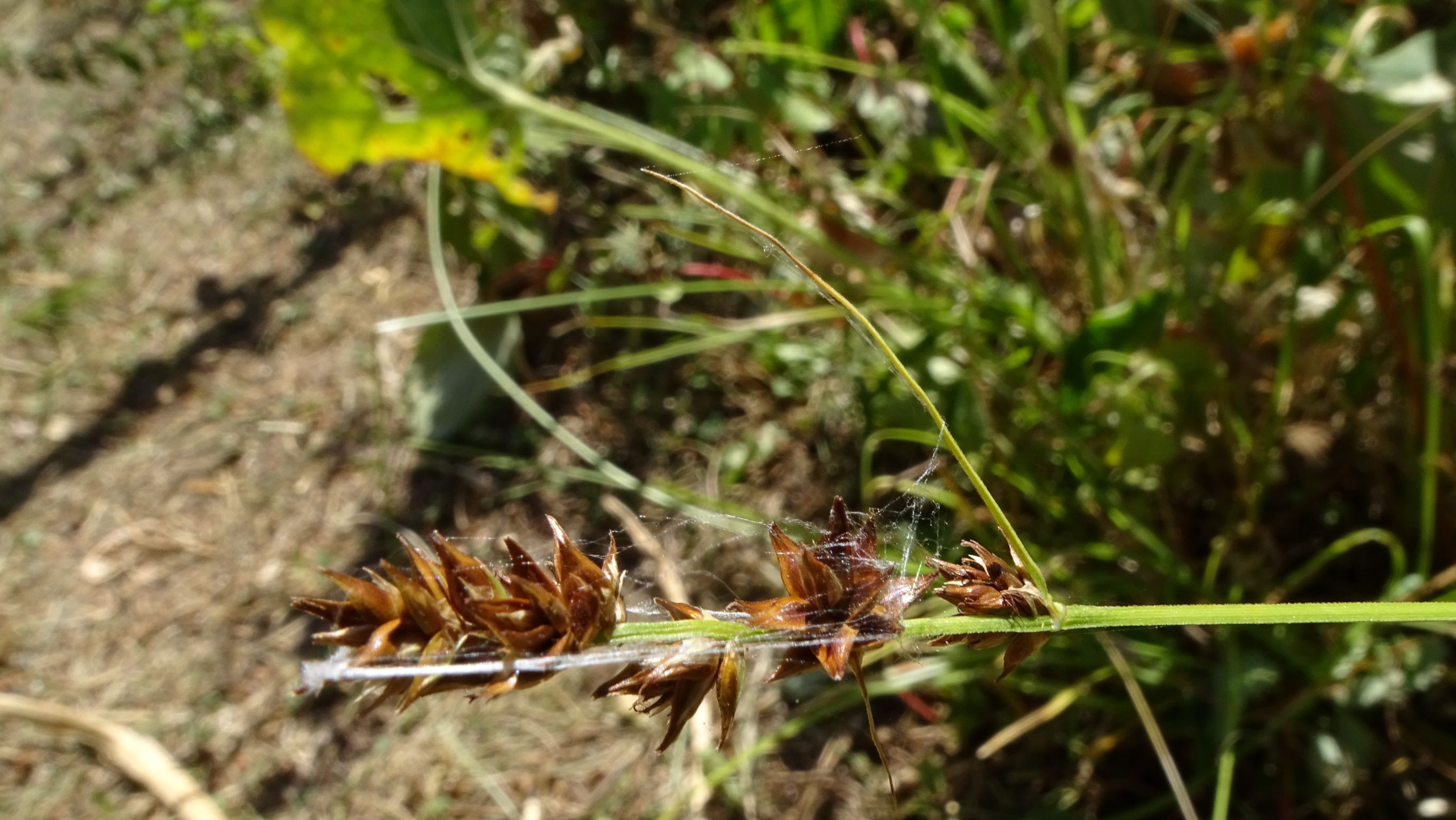 DSC01716 carex polyphylla in staudenbeet, prellenkirchen-mitte, 2022-07-19.JPG