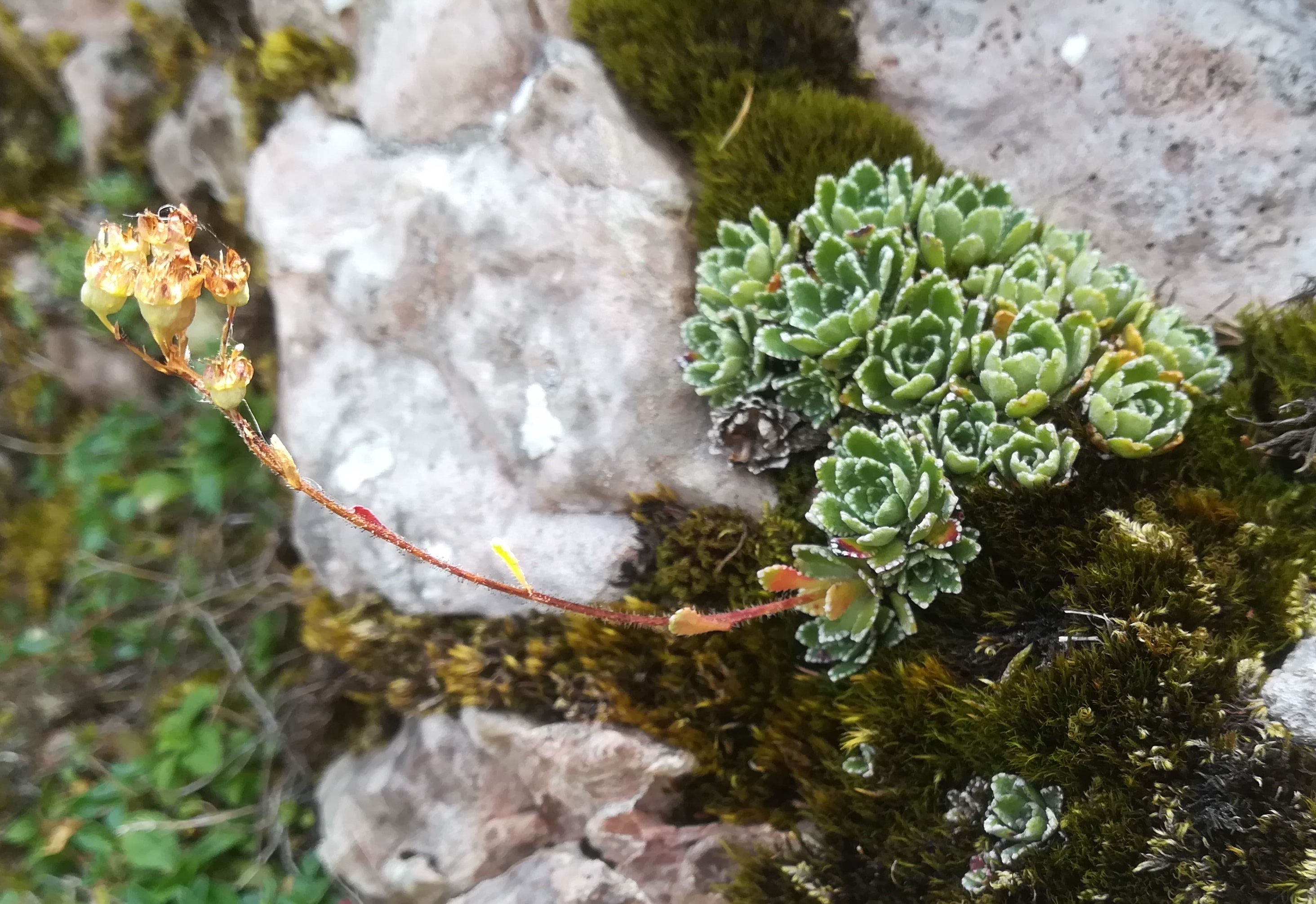 saxifraga paniculata bei almreserlhaus schneeberg_20220722_122848.jpg