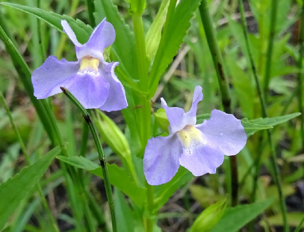 2022-07-29 DSC02127.JPG