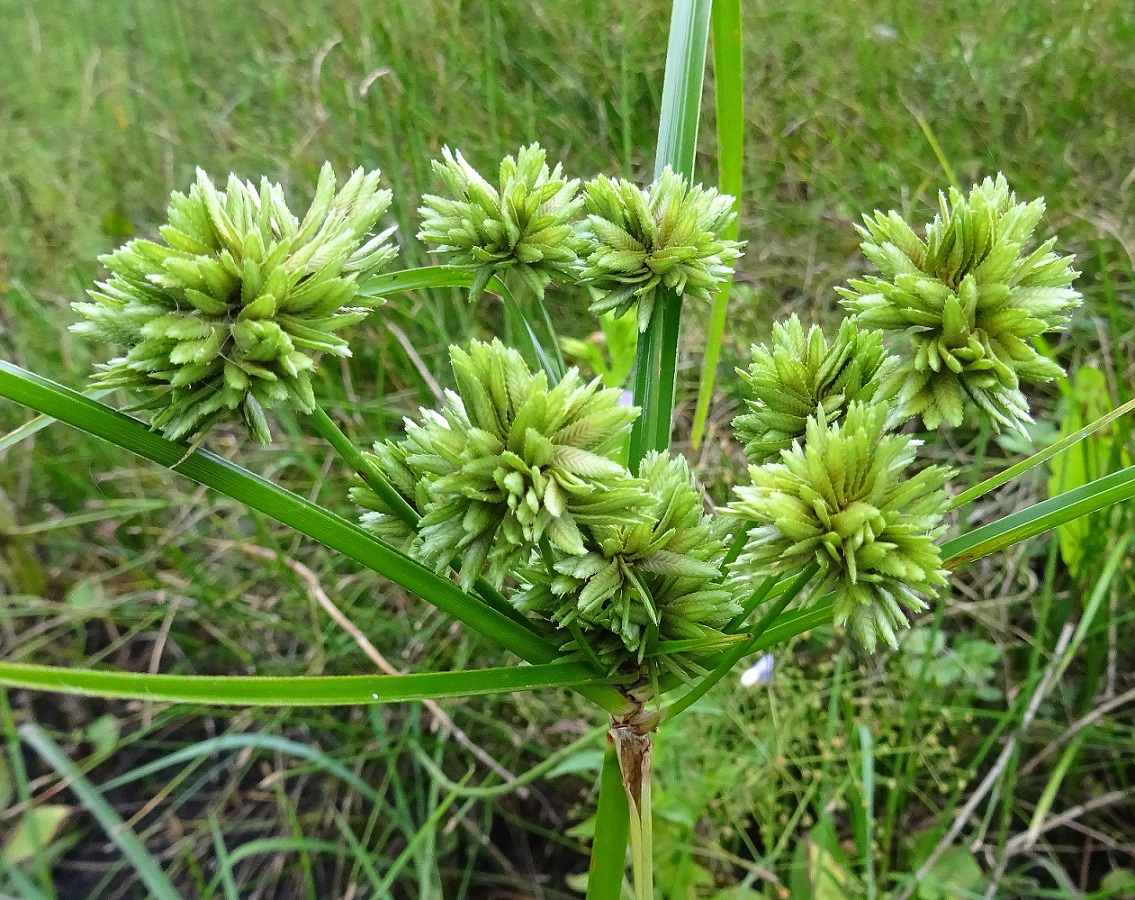 2022-07-29 DSC02133.JPG