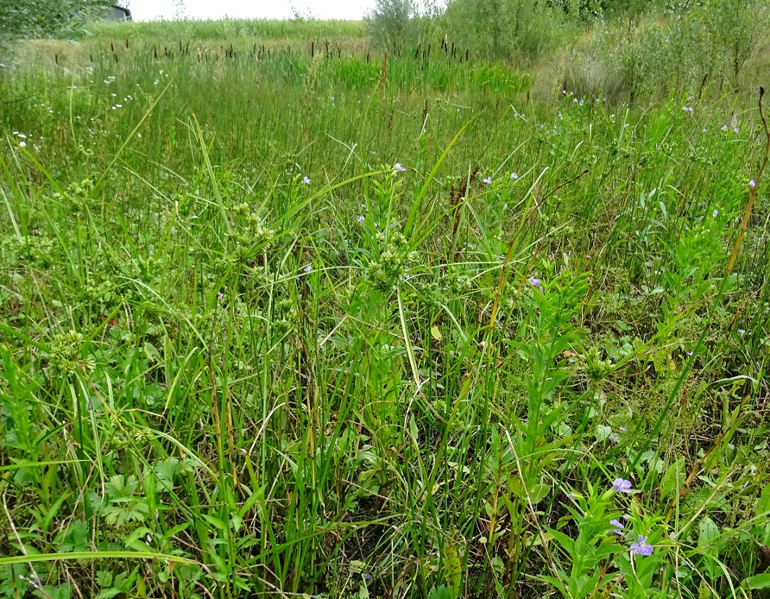 2022-07-29 DSC02135.JPG