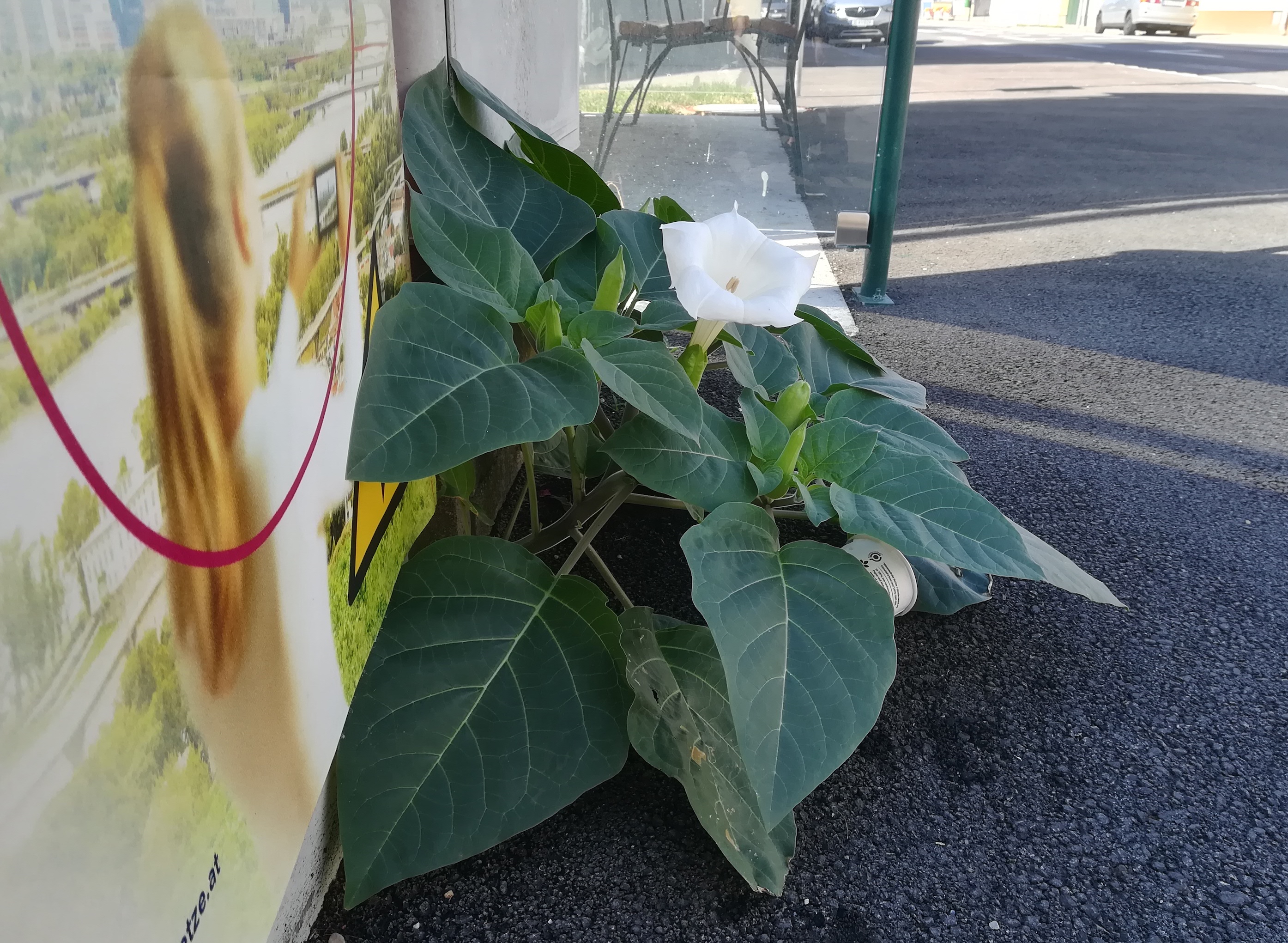 datura innoxia lanzendorf_20220805_091127.jpg