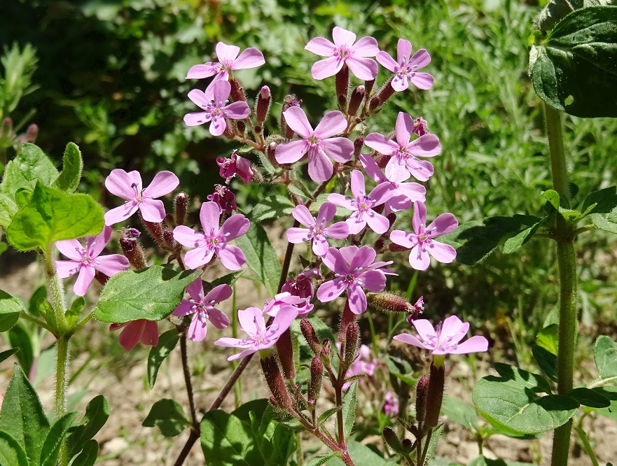 2022-05-11 DSC07551 .JPG