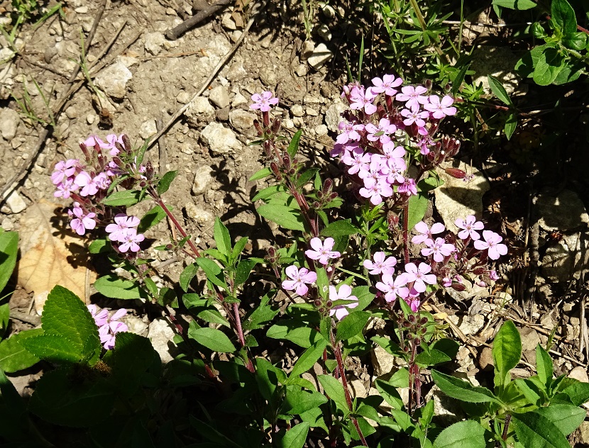 2022-05-11 DSC07558.JPG