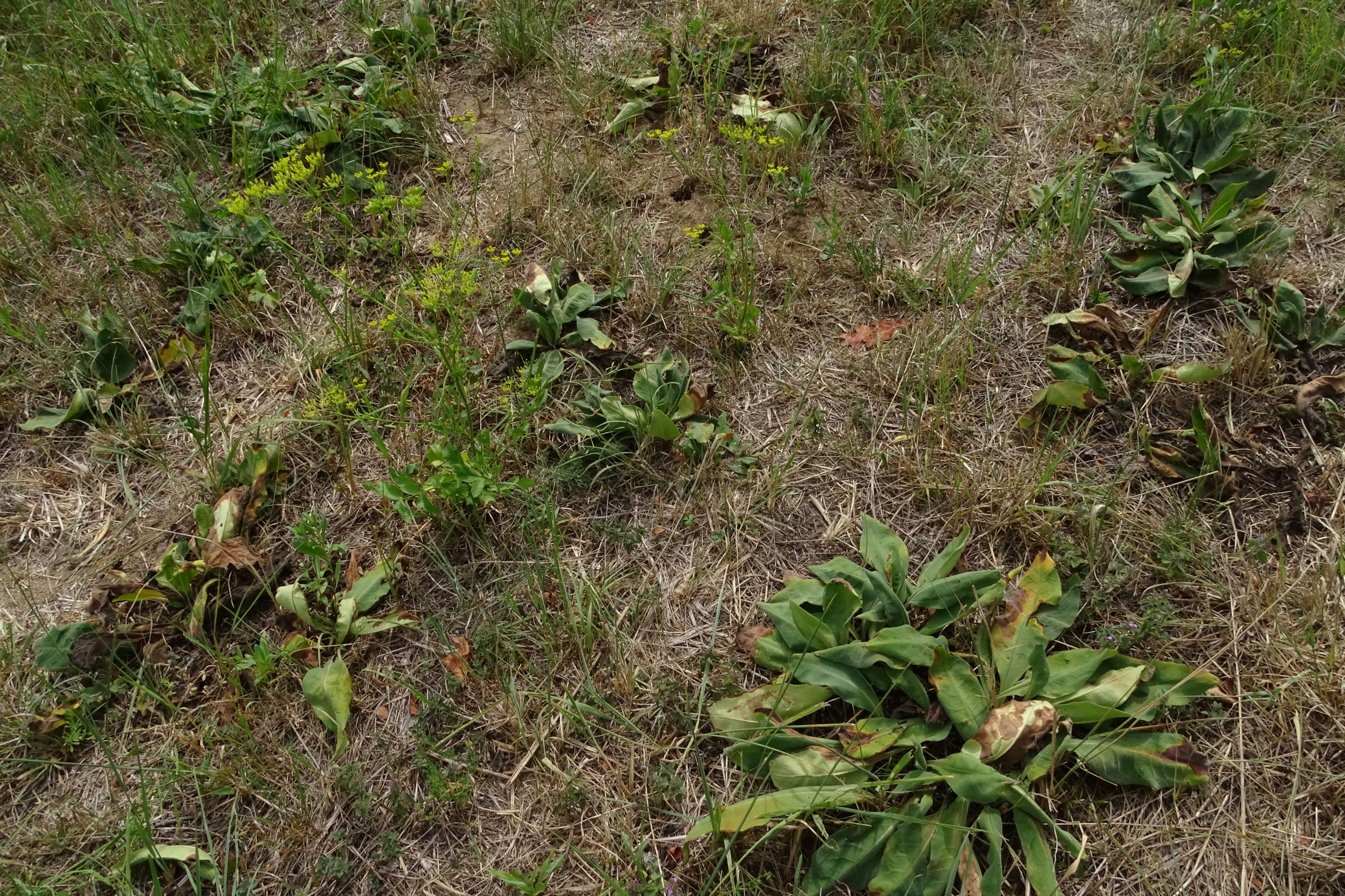 DSC03677 2022-08-07, edelstal-spitzerberg.JPG