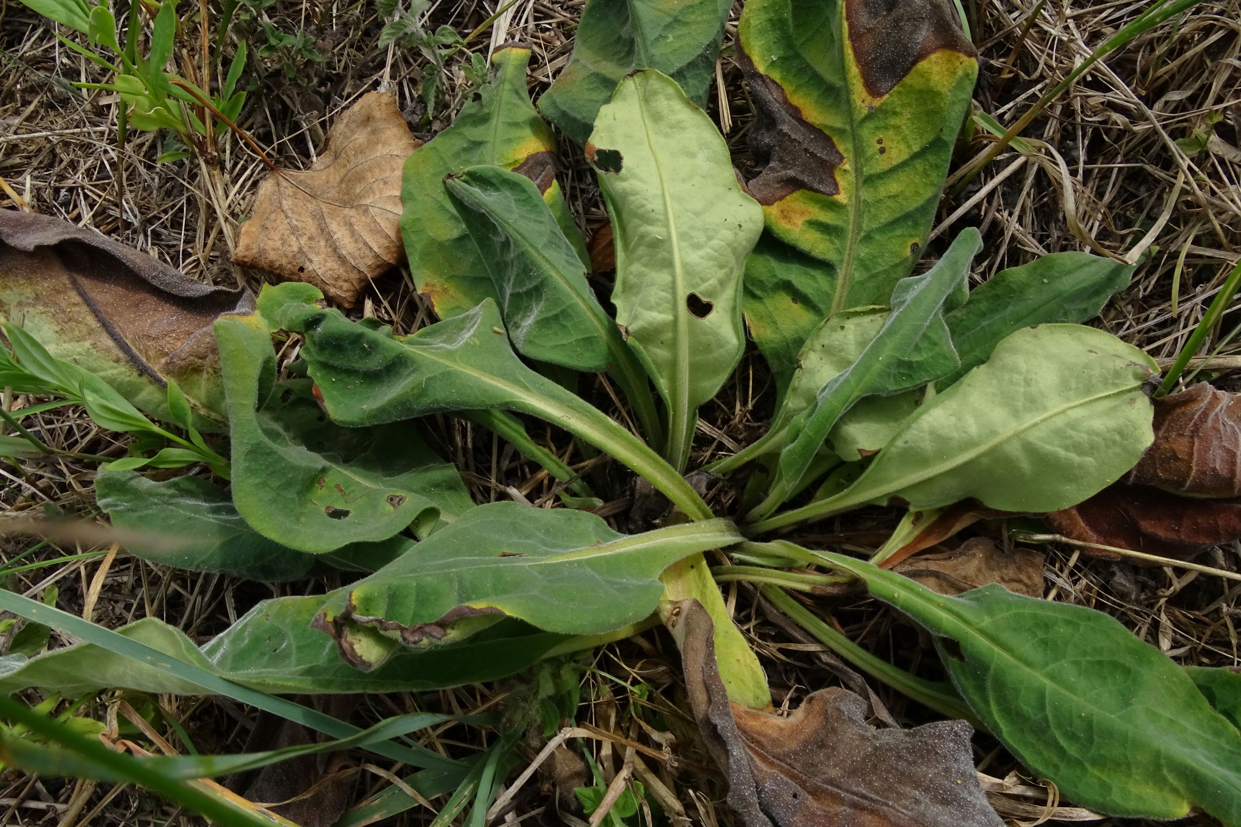 DSC03679 2022-08-07, edelstal-spitzerberg.JPG