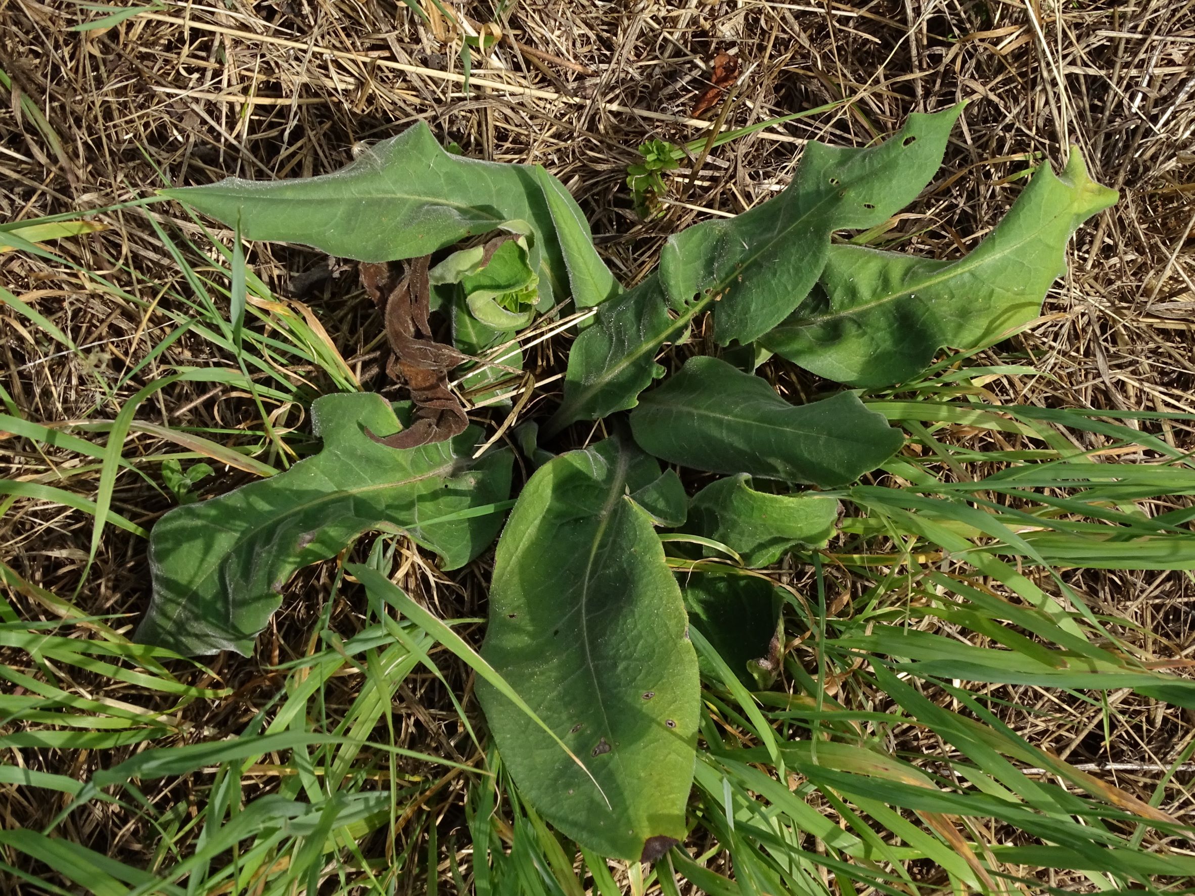 DSC03699 2022-08-07, edelstal-spitzerberg.JPG