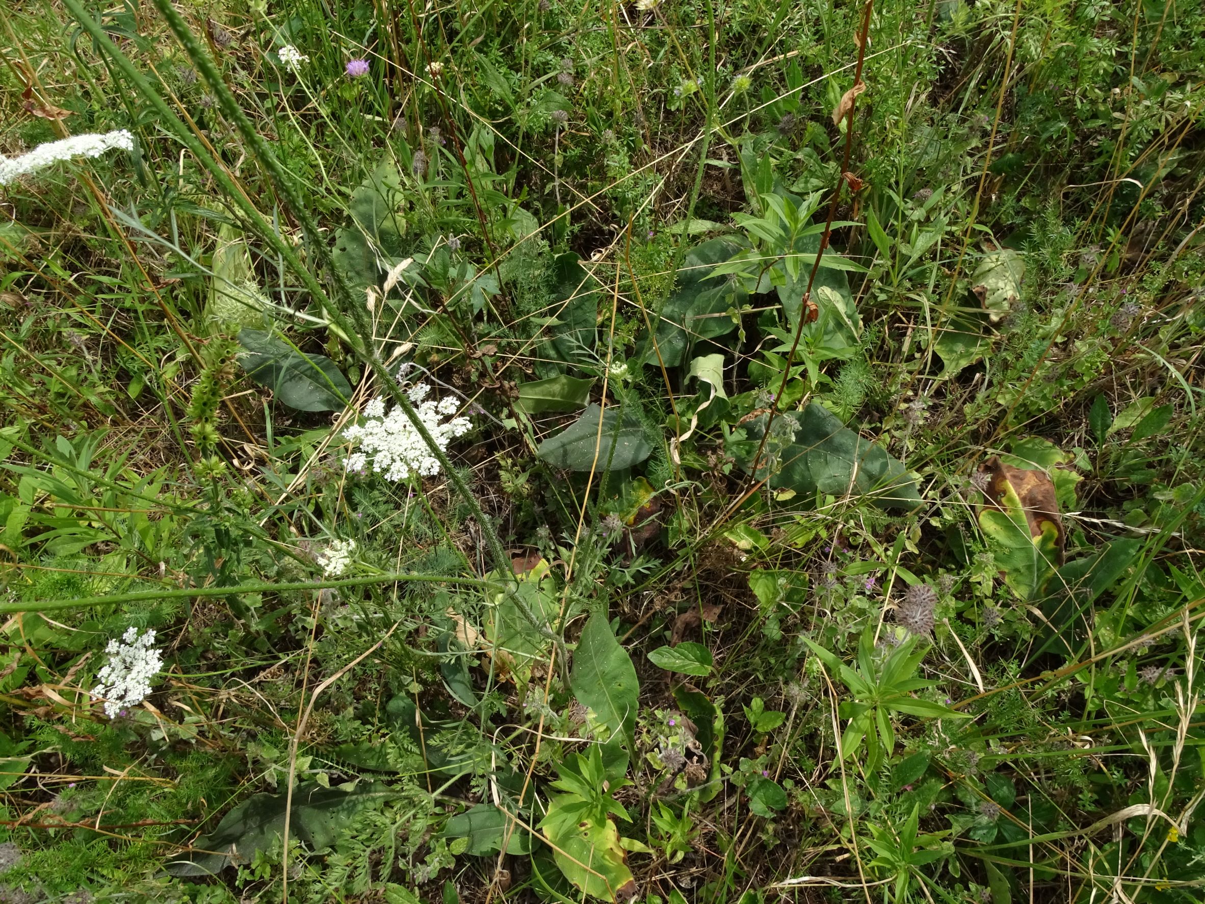 DSC03704 2022-08-07, edelstal-spitzerberg.JPG