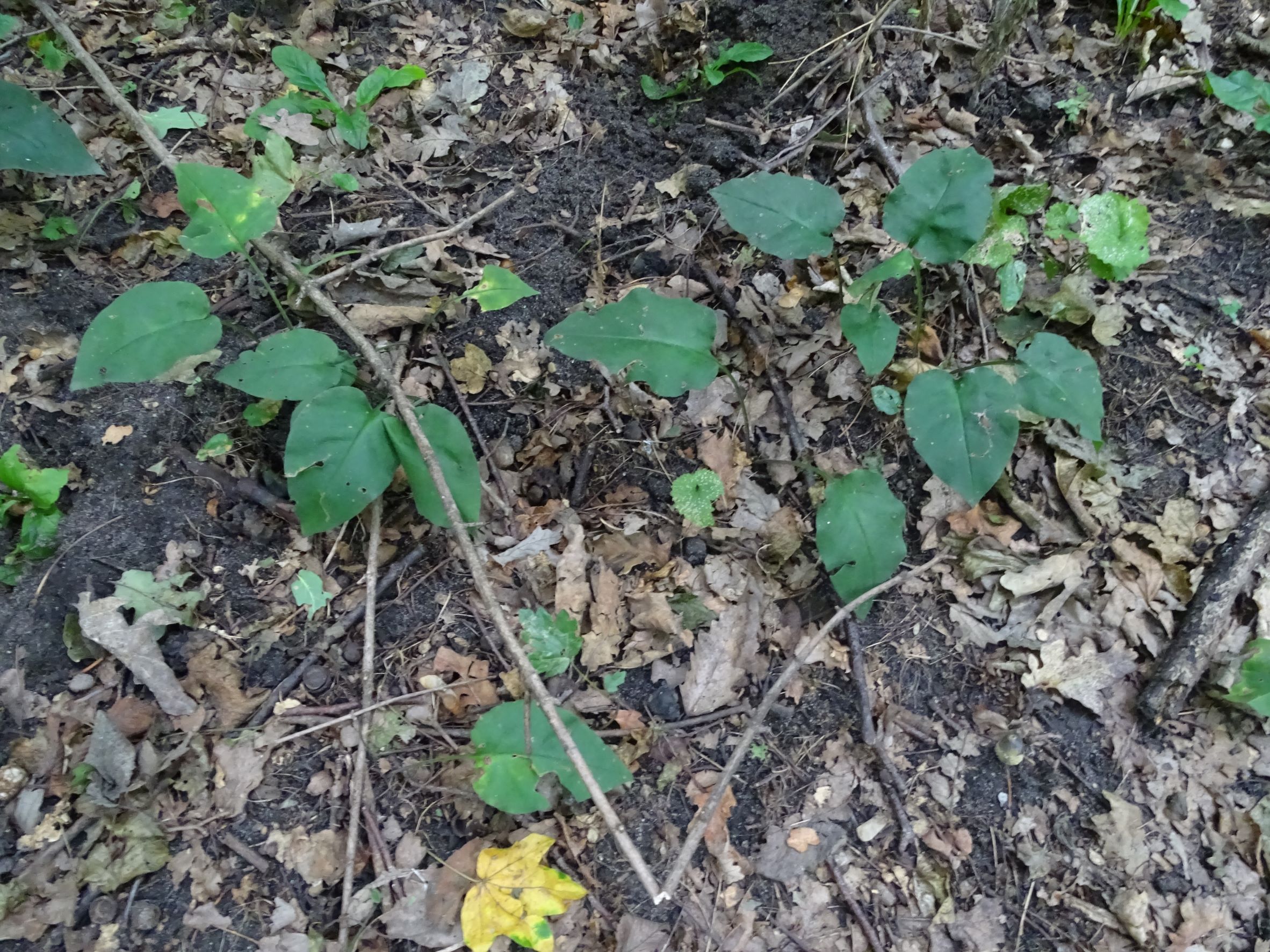 DSC02902 rabensburg, 2022-08-01, pulmonaria.JPG