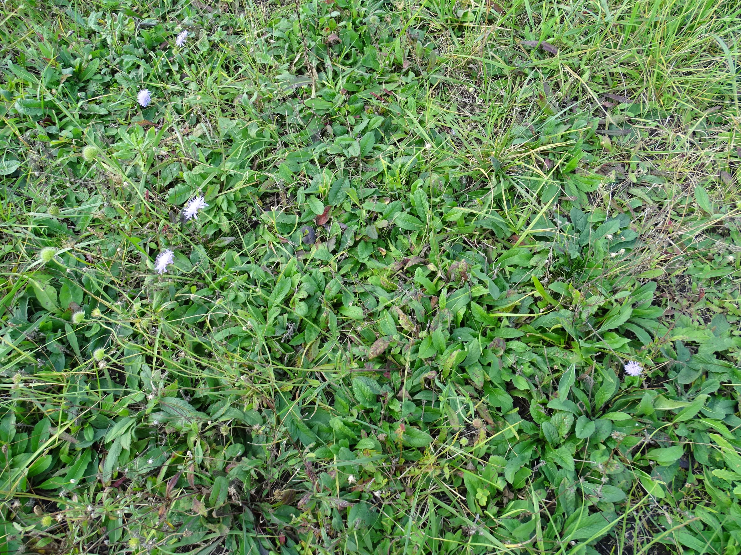 DSC01437 knautia sp., weiden-gols, 2020-10-10.JPG