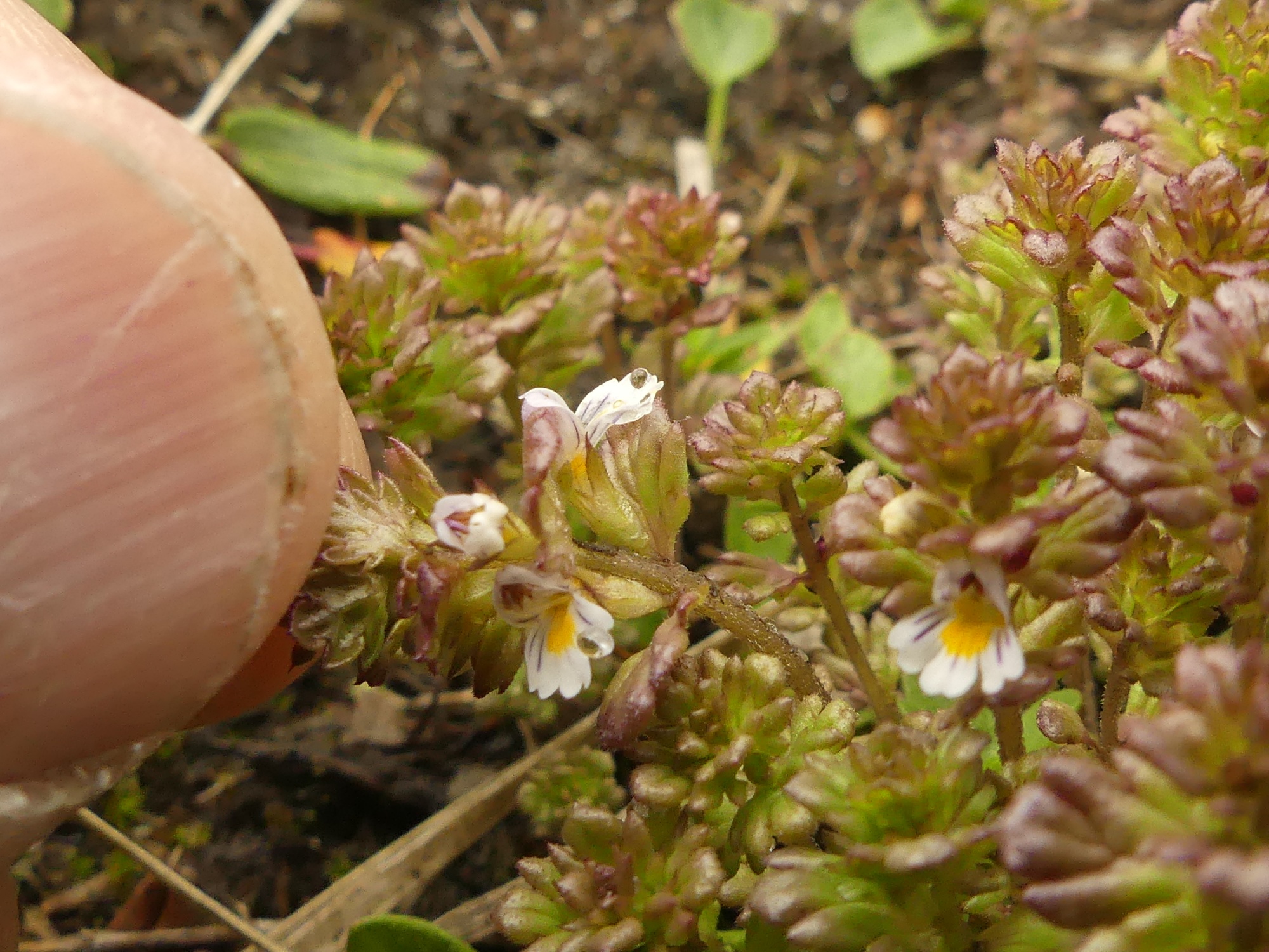 (Euphrasia hirtella of E minima), Navis P1050458_resized.JPG