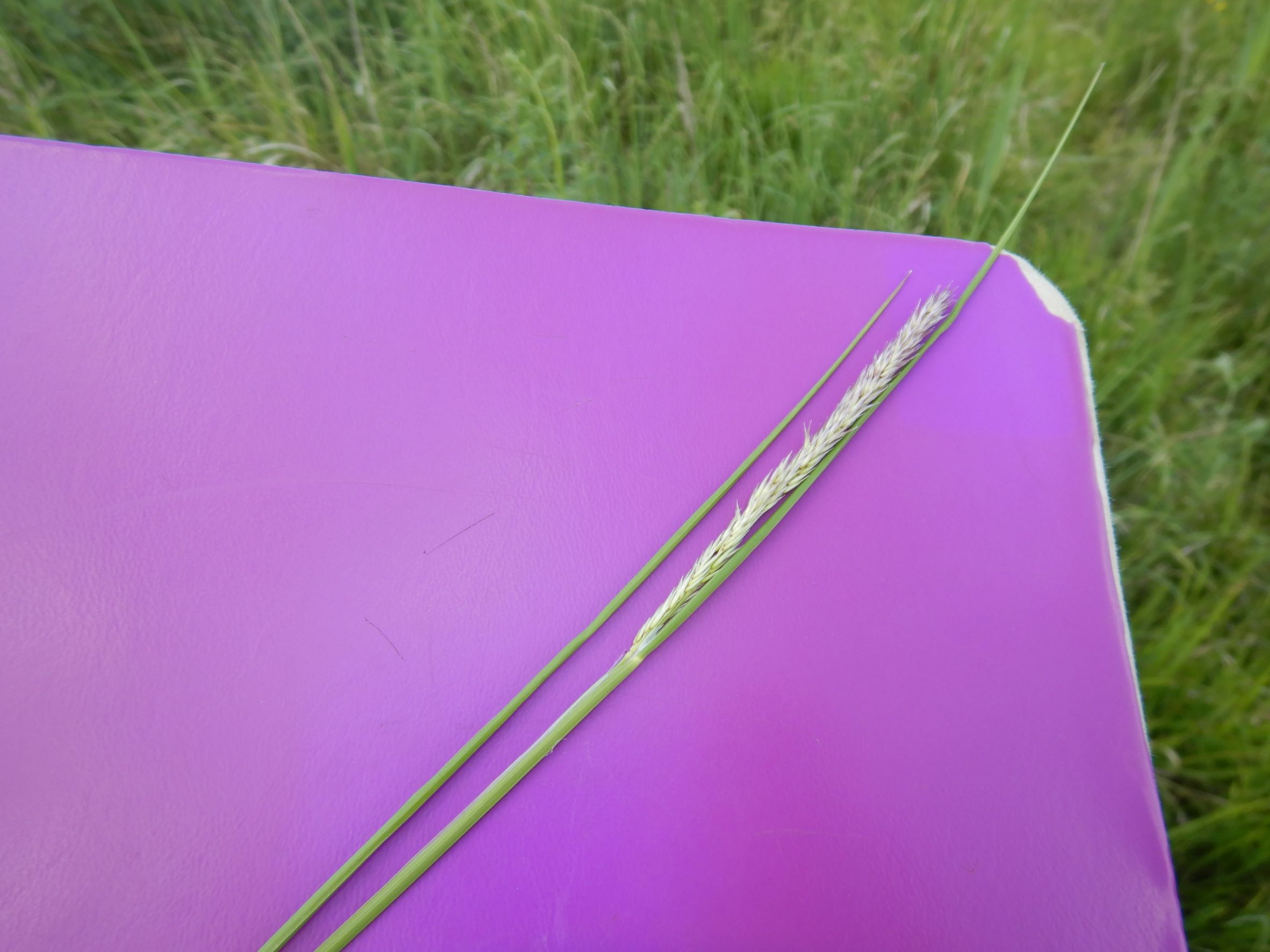 DSCN7397 poacee, NO-leithagebirge, 2021-06-11.JPG