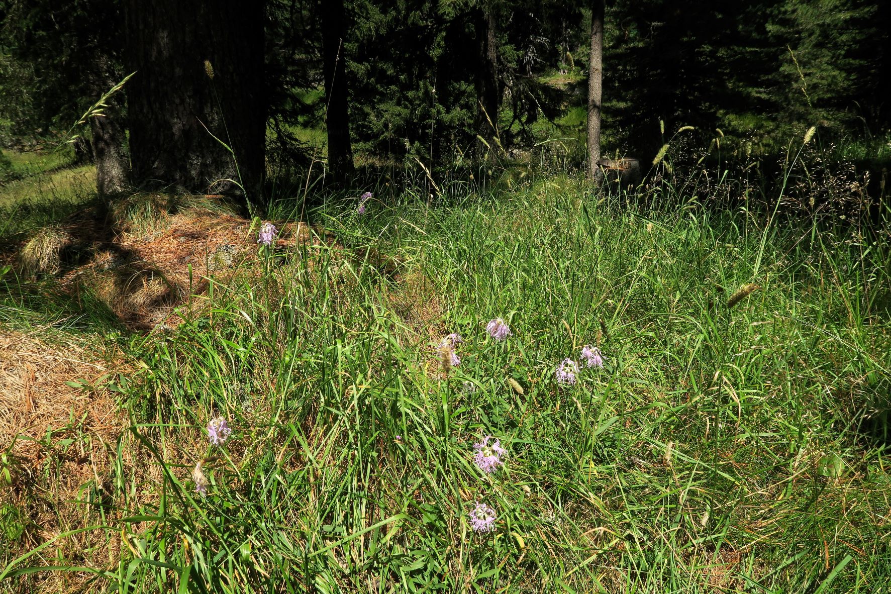 Dianthus superbus ssp. -Prachtnelke, Turracher Höhe Zirbenwald 04.08.2022 C5X2 (181).JPG