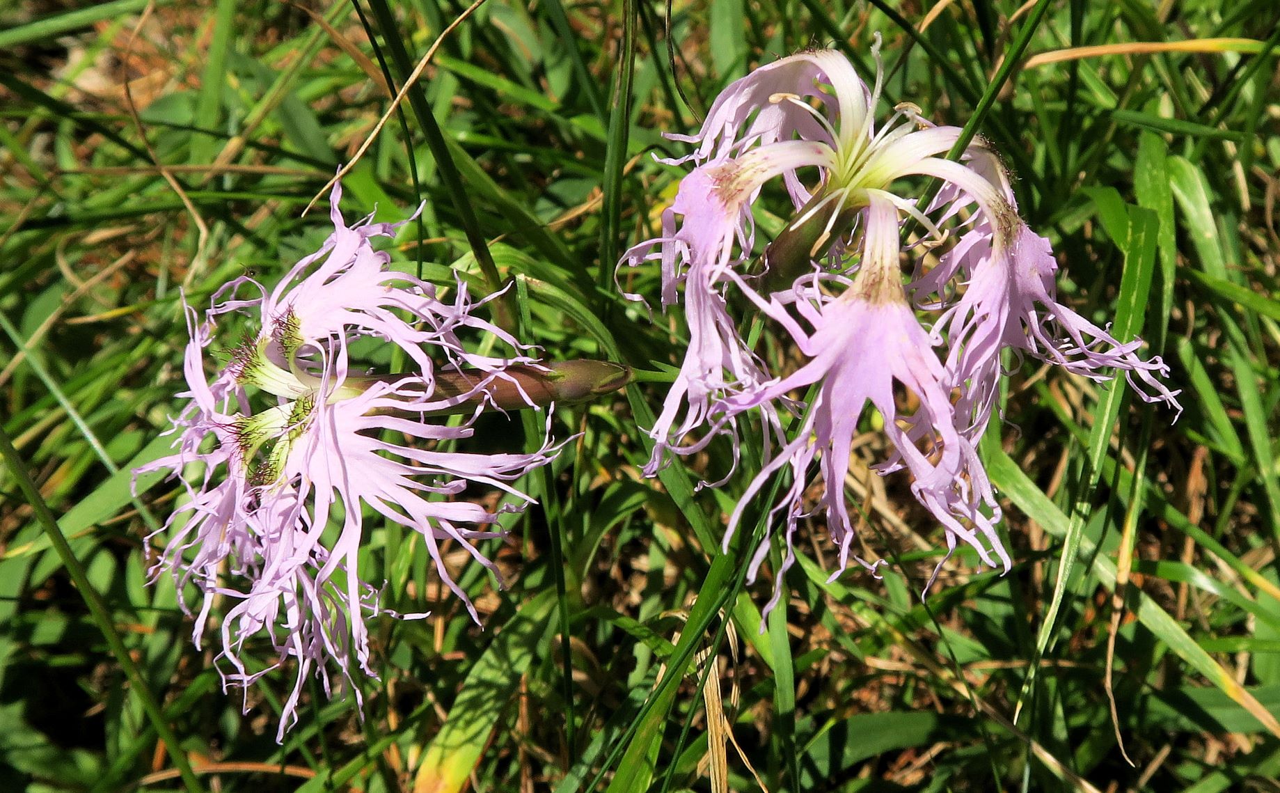 Dianthus superbus ssp. -Prachtnelke, Turracher Höhe Zirbenwald 04.08.2022 C5X2 (182).JPG