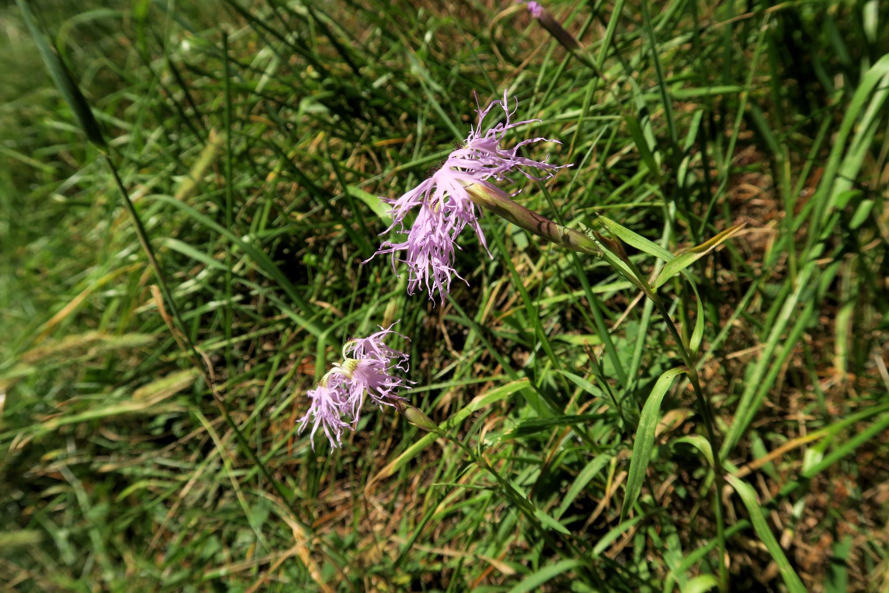 Dianthus superbus ssp. -Prachtnelke, Turracher Höhe Zirbenwald 04.08.2022 C5X2 (183).JPG