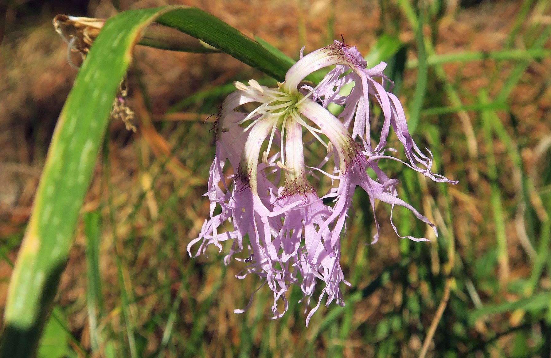 Dianthus superbus ssp. -Prachtnelke, Turracher Höhe Zirbenwald 04.08.2022 C5X2 (184).JPG