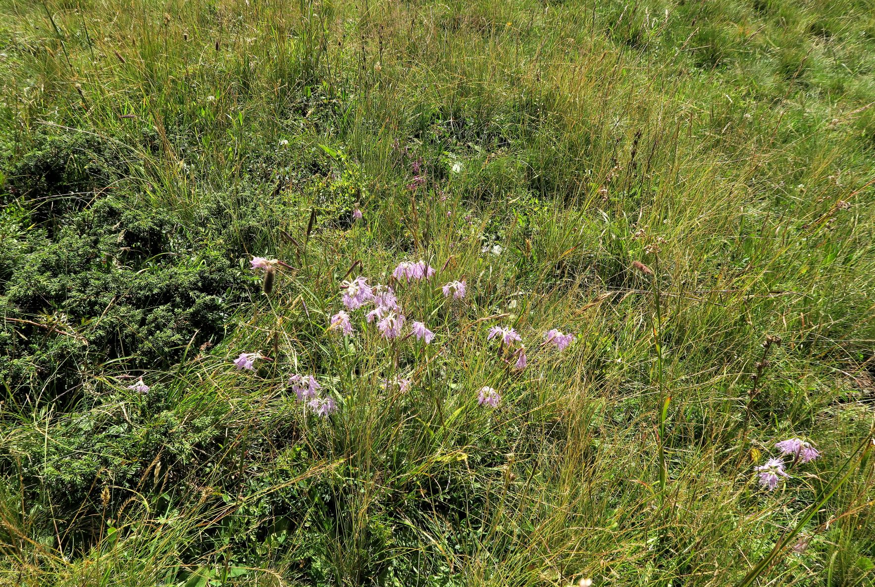 Dianthus superbus ssp. -Prachtnelke, Turracher Höhe östl. Schwarzsee Ri Weitental 09.08.2022 C5X2 (5).JPG