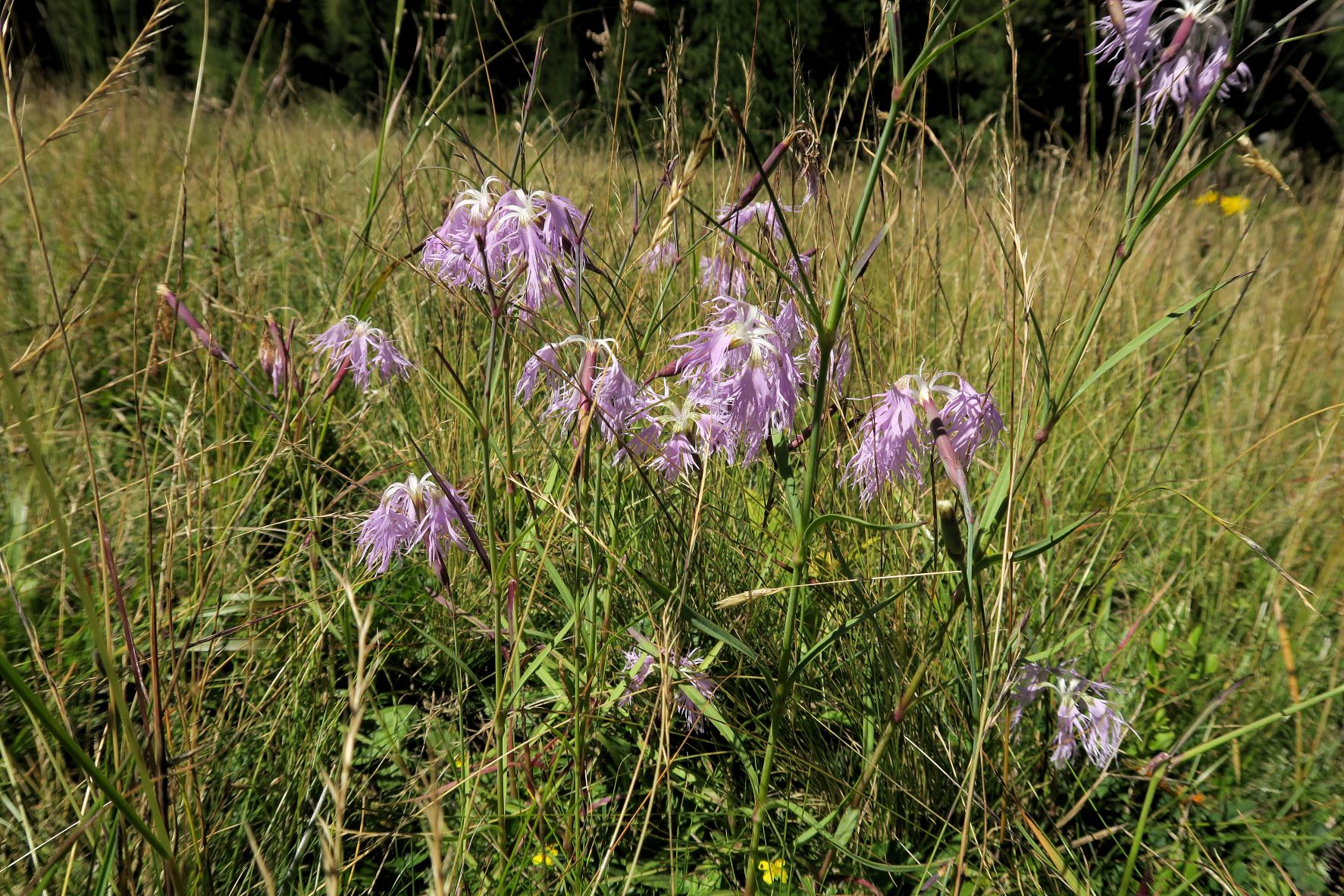 Dianthus superbus ssp. -Prachtnelke, Turracher Höhe östl. Schwarzsee Ri Weitental 09.08.2022 C5X2 (2).JPG