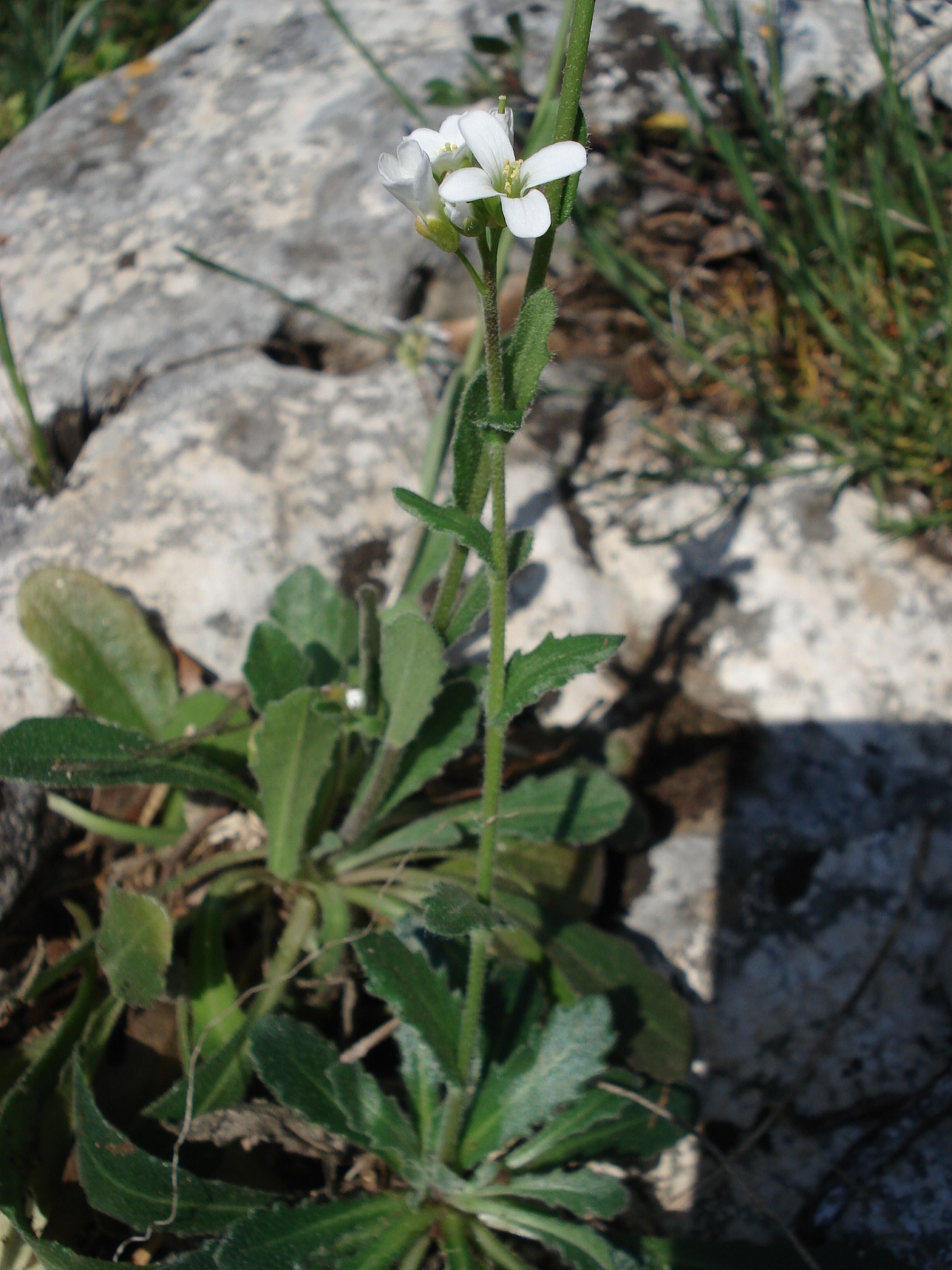 Arabis.collina.Hügel.Gänsekresse.Mt.Gargano.Maino.di.Sopra.jpg