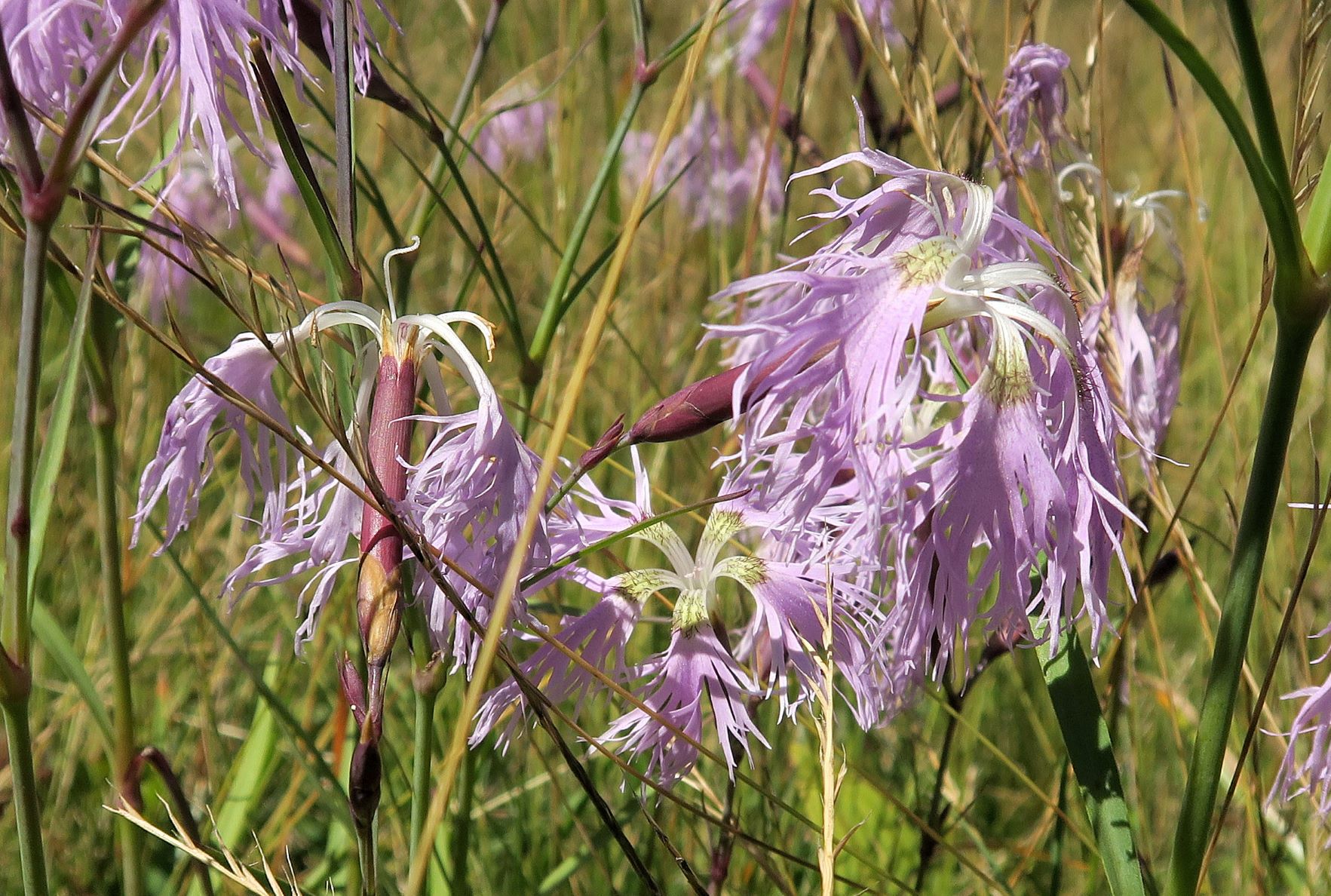 Dianthus superbus ssp. -Prachtnelke, Turracher Höhe östl. Schwarzsee Ri Weitental 09.08.2022 C5X2 (3).JPG