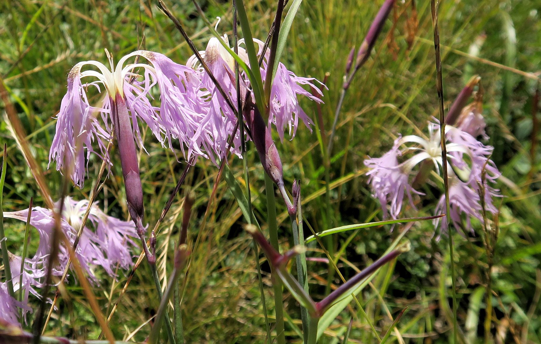 Dianthus superbus ssp. -Prachtnelke, Turracher Höhe östl. Schwarzsee Ri Weitental 09.08.2022 C5X2 (4).JPG