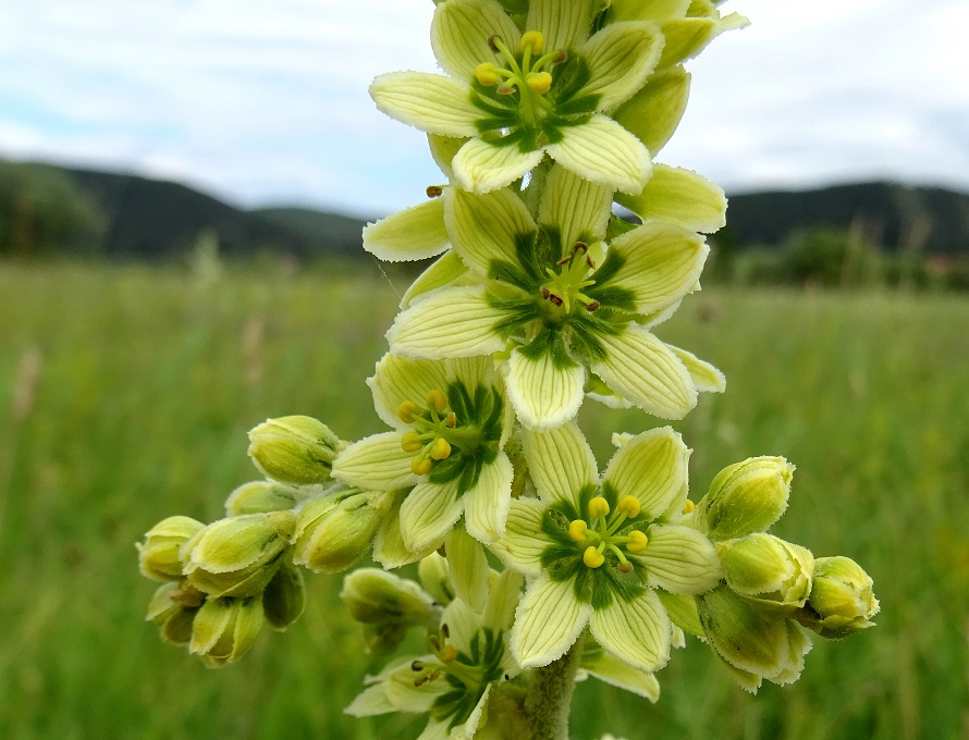 2022-06-25 DSC03326.JPG