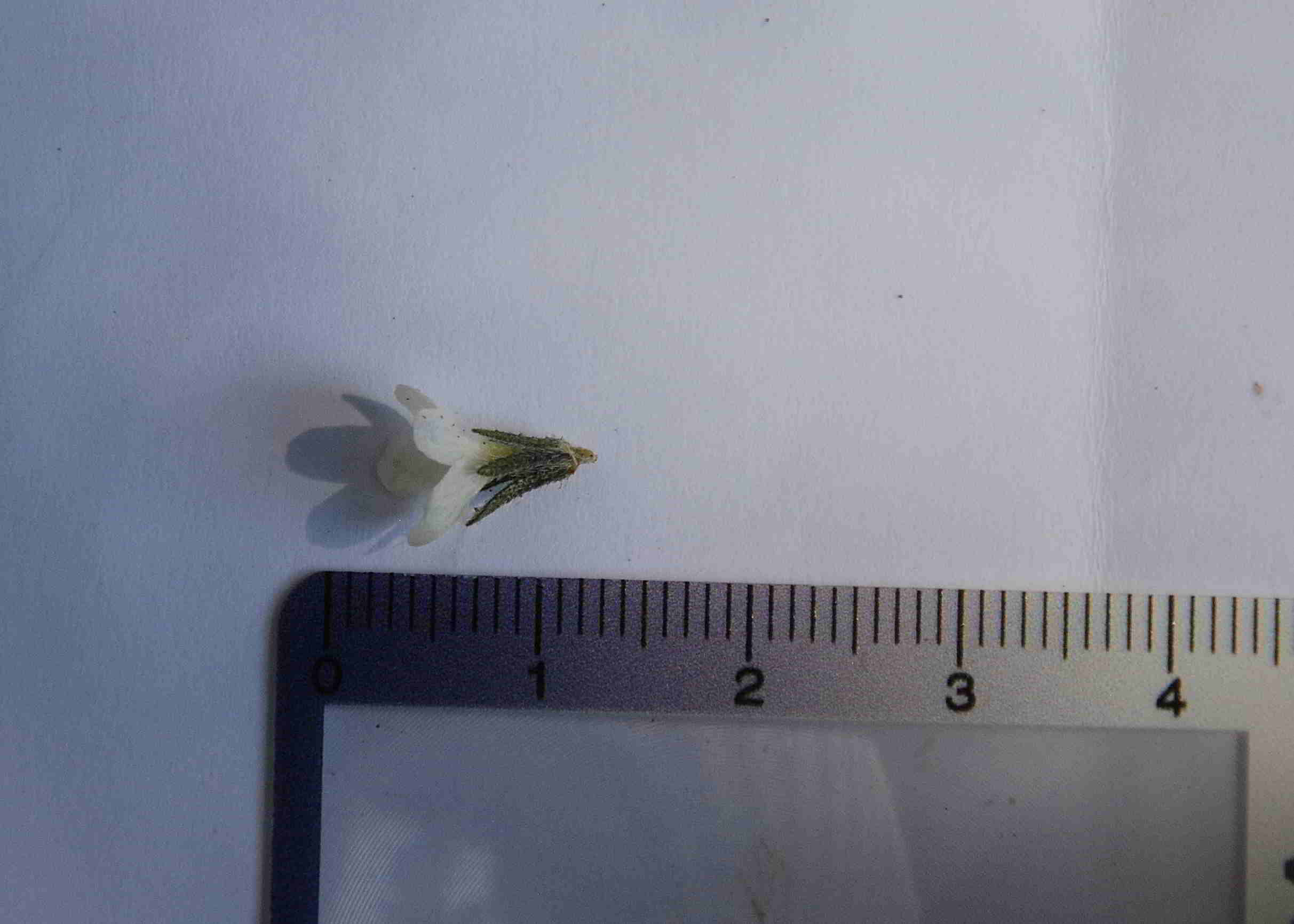 Bft-Blütendetails Buglossoides-08042018- (1).JPG