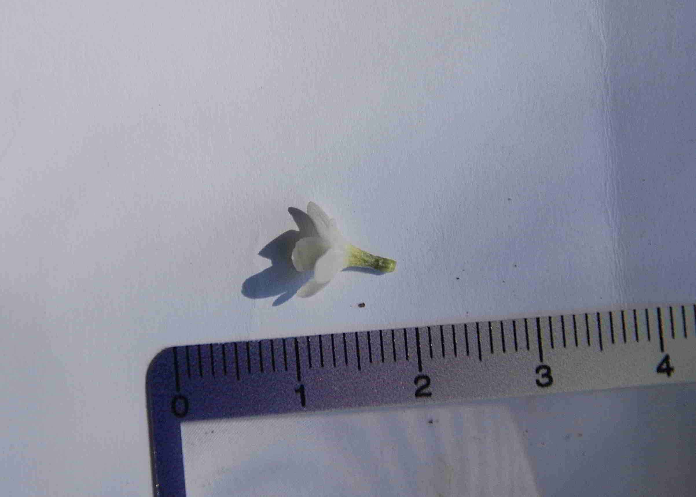 Bft-Blütendetails Buglossoides-08042018- (2).JPG