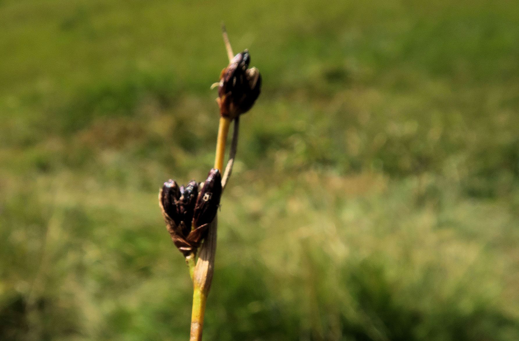 08.11 Turracher Höhe Carex ssp., Turracher Höhe, Turracher Höhe Feuchtwiese Zulauf Grünsee 11.08.2022 C5X2 (100).JPG