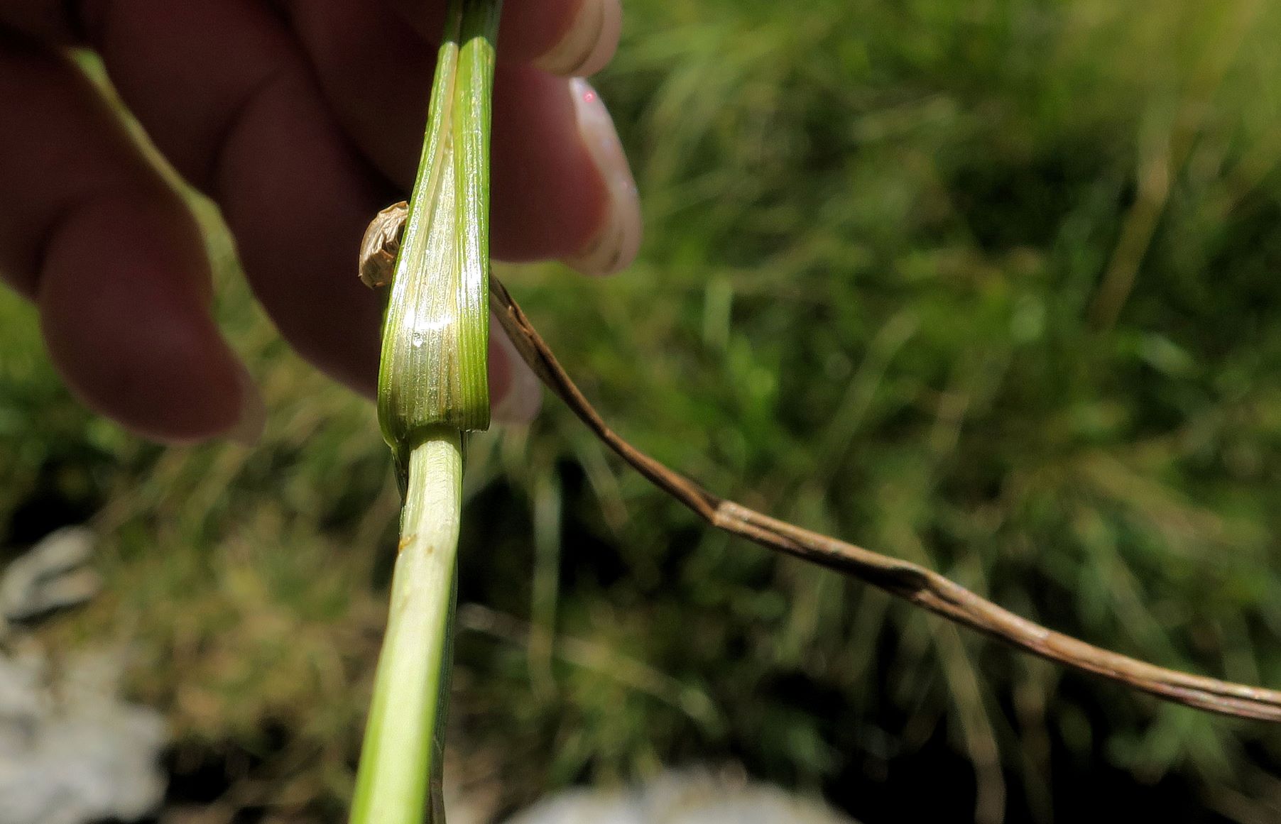 08.11 Turracher Höhe Carex ssp., Turracher Höhe, Turracher Höhe Feuchtwiese Zulauf Grünsee 11.08.2022 C5X2 (99).JPG