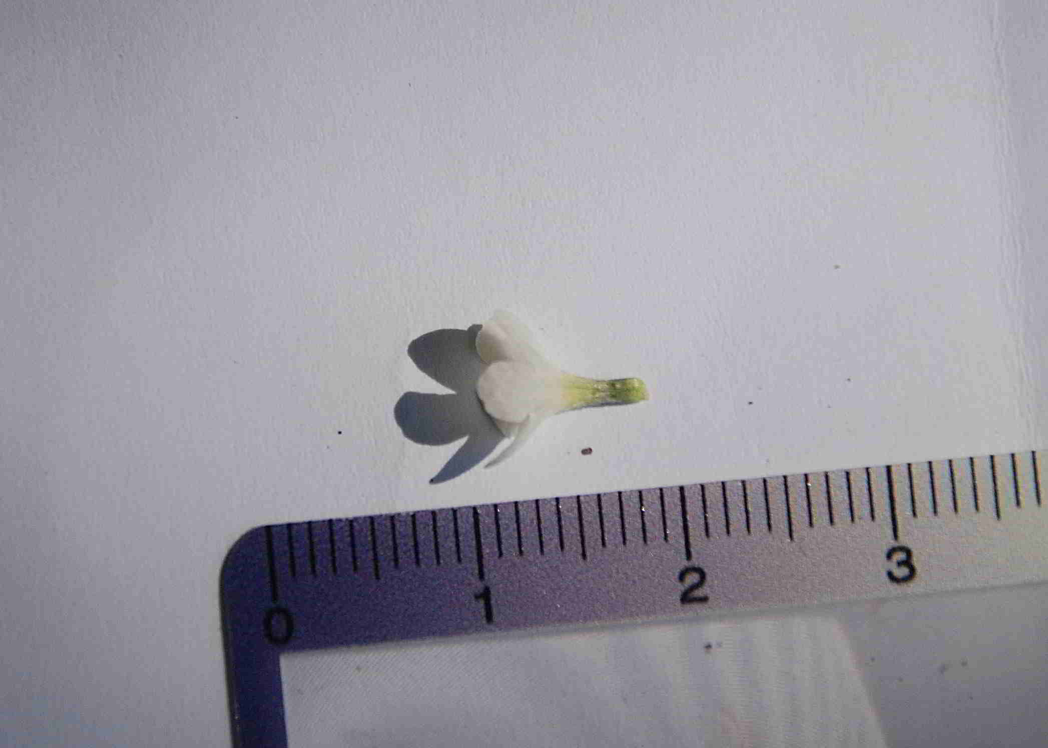 Bft-Blütendetails Buglossoides-08042018- (3).JPG