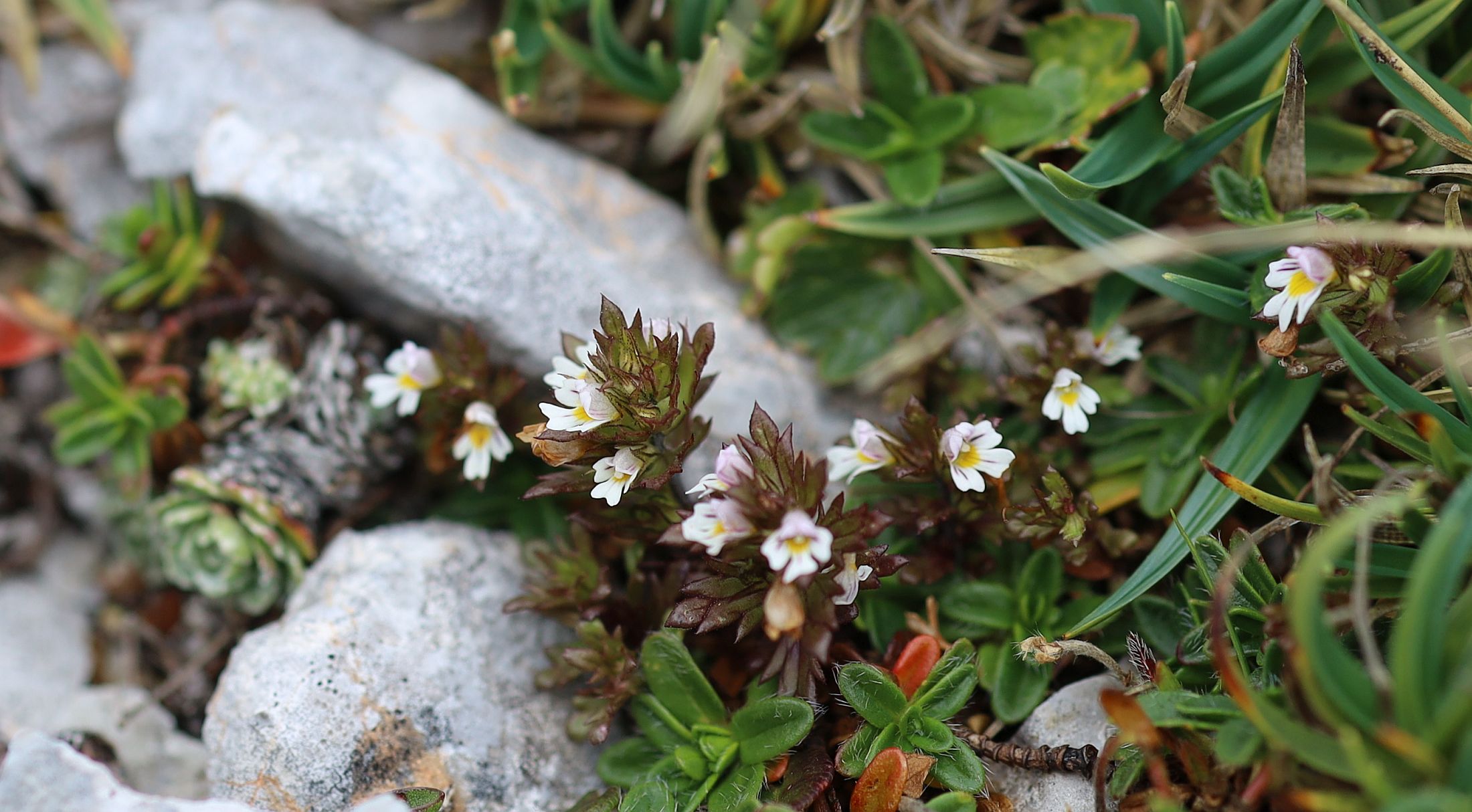 Euphrasia sp G'hacktkogel Hochschwab_20220807_03.jpg
